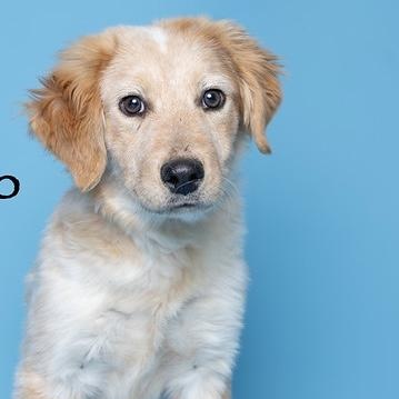 Enlarge Schroeder, a ADOPTABLE mixed breed in Fort Collins, CO image 3/6