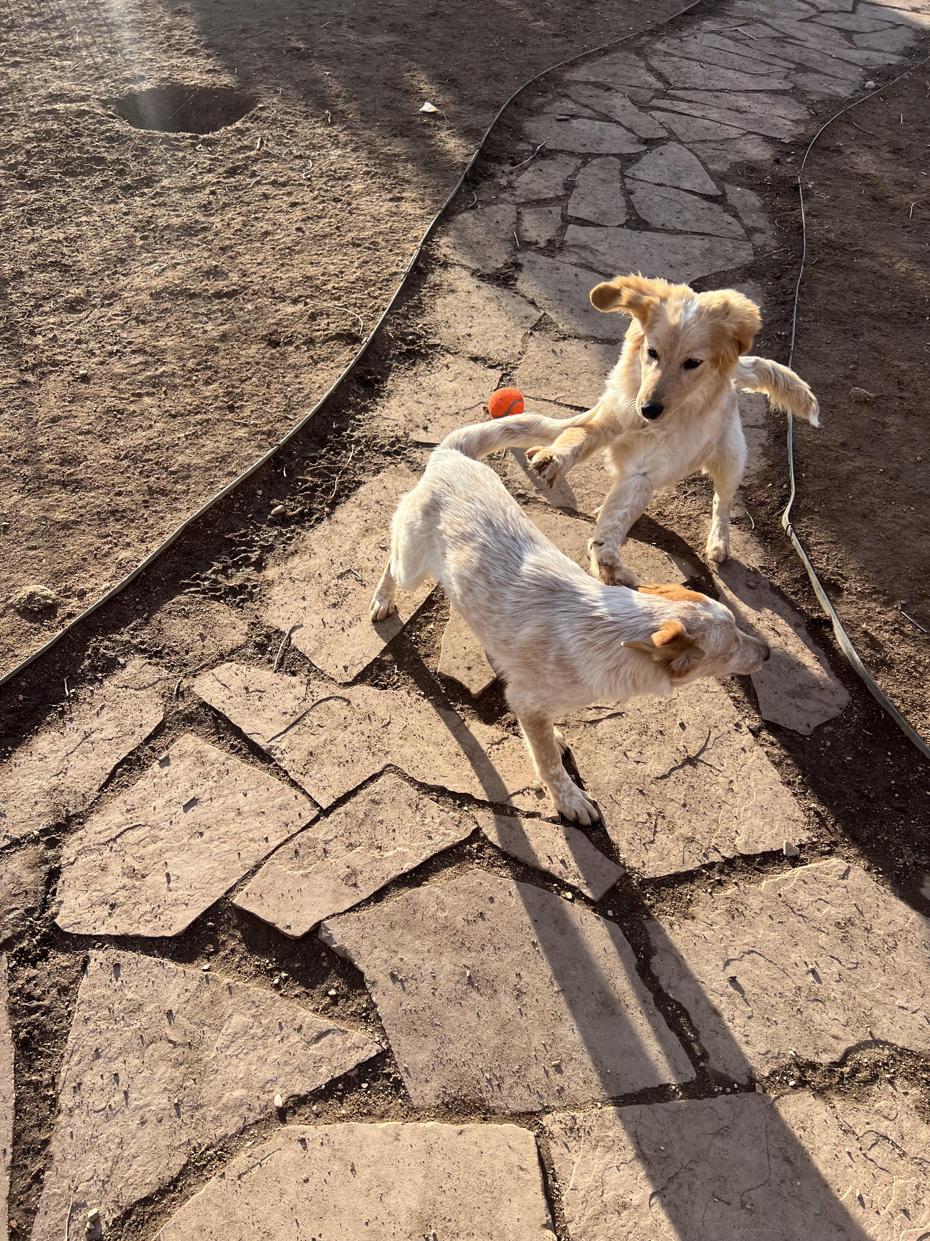 Enlarge Schroeder, a ADOPTABLE mixed breed in Fort Collins, CO image 4/6