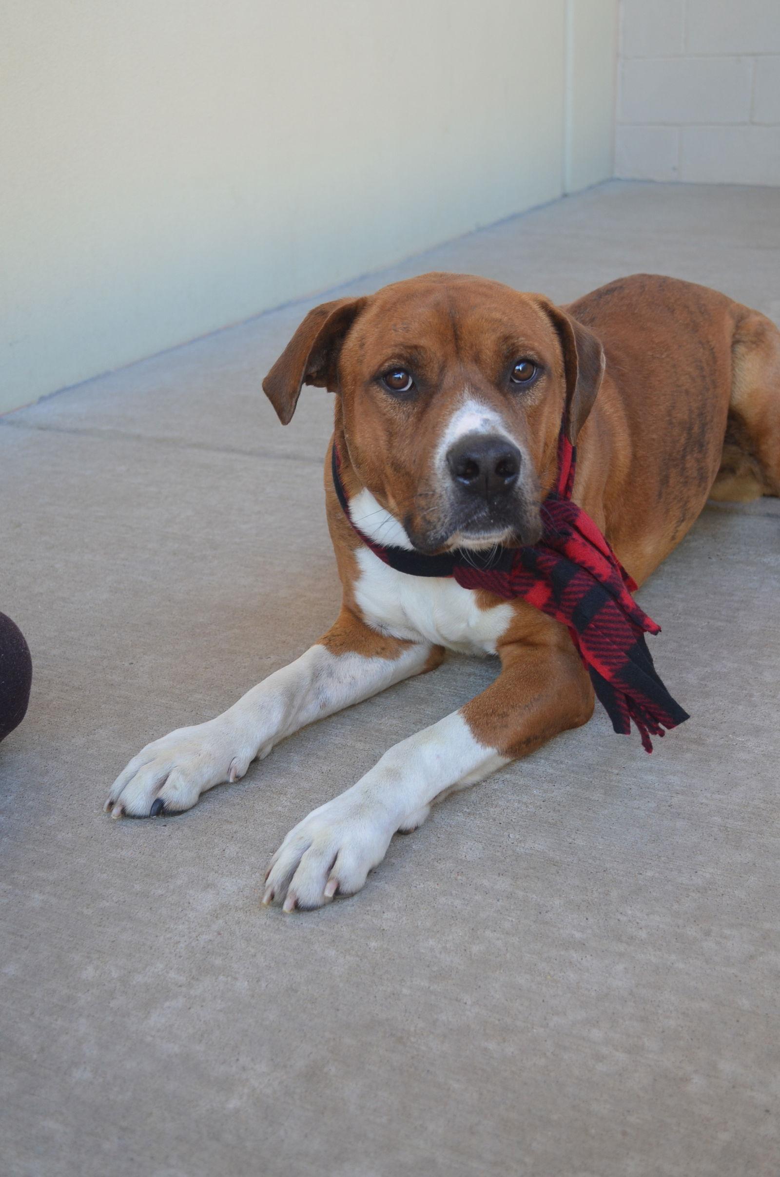 Zucchini, Adoptable, Young Male Pit Bull Terrier.