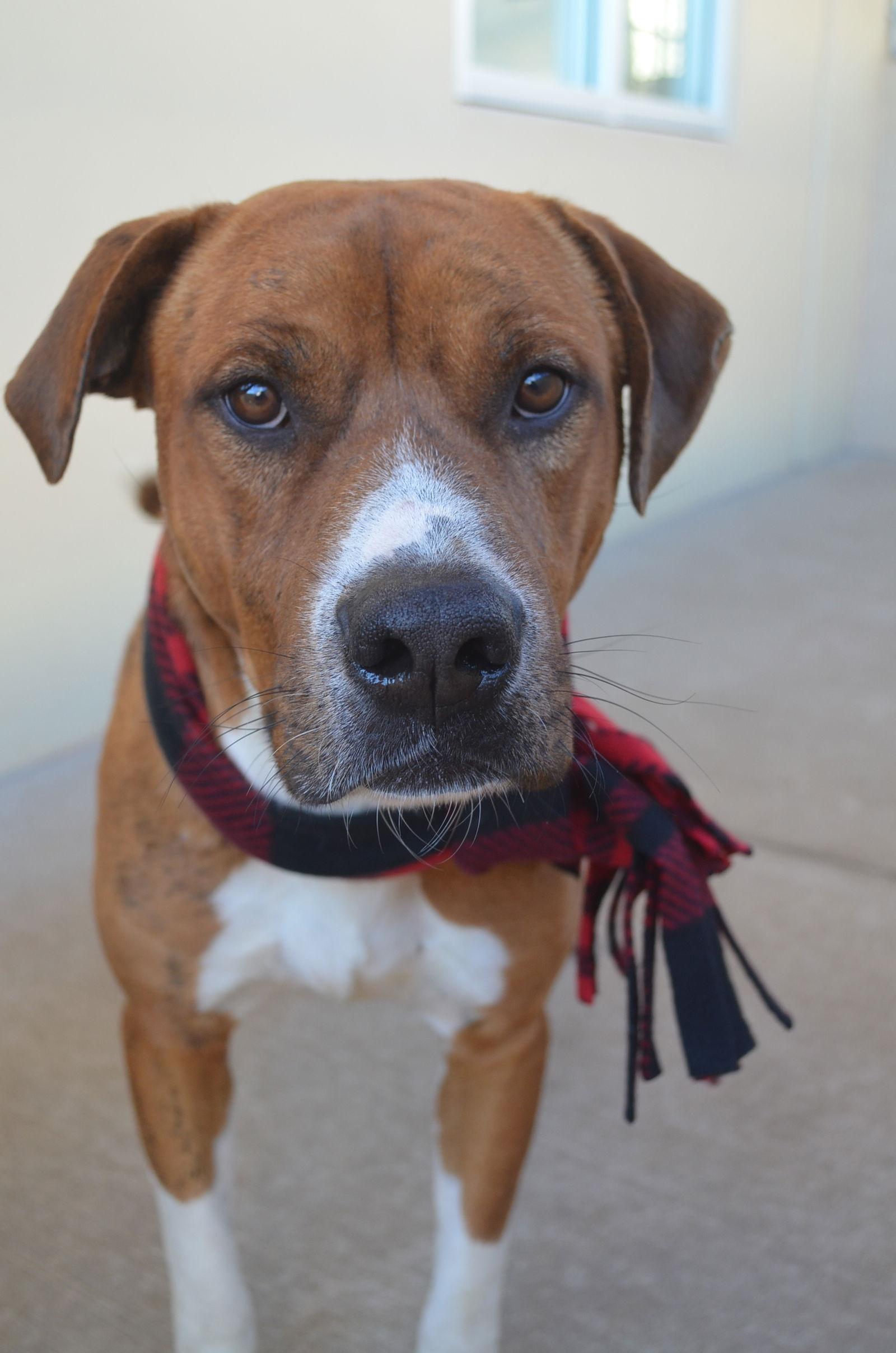 Enlarge Zucchini, a Adoptable Pit Bull Terrier in McKinney, TX image 2/3