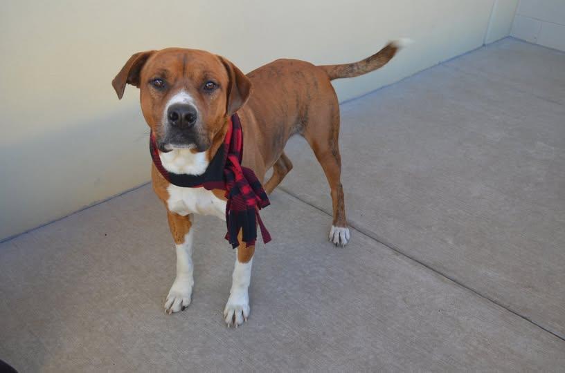 Enlarge Zucchini, a Adoptable Pit Bull Terrier in McKinney, TX image 3/3