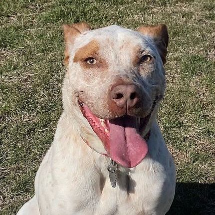 Enlarge Bruno, a Adoptable mixed breed in Oklahoma City, OK image 10/12