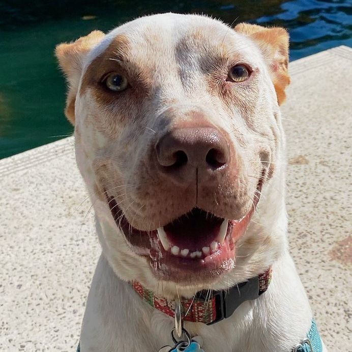 Enlarge Bruno, a Adoptable mixed breed in Oklahoma City, OK image 11/12