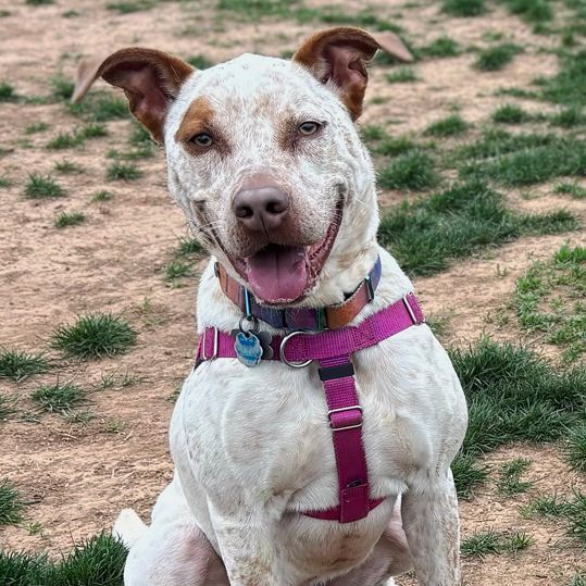 Enlarge Bruno, a Adoptable mixed breed in Oklahoma City, OK image 12/12