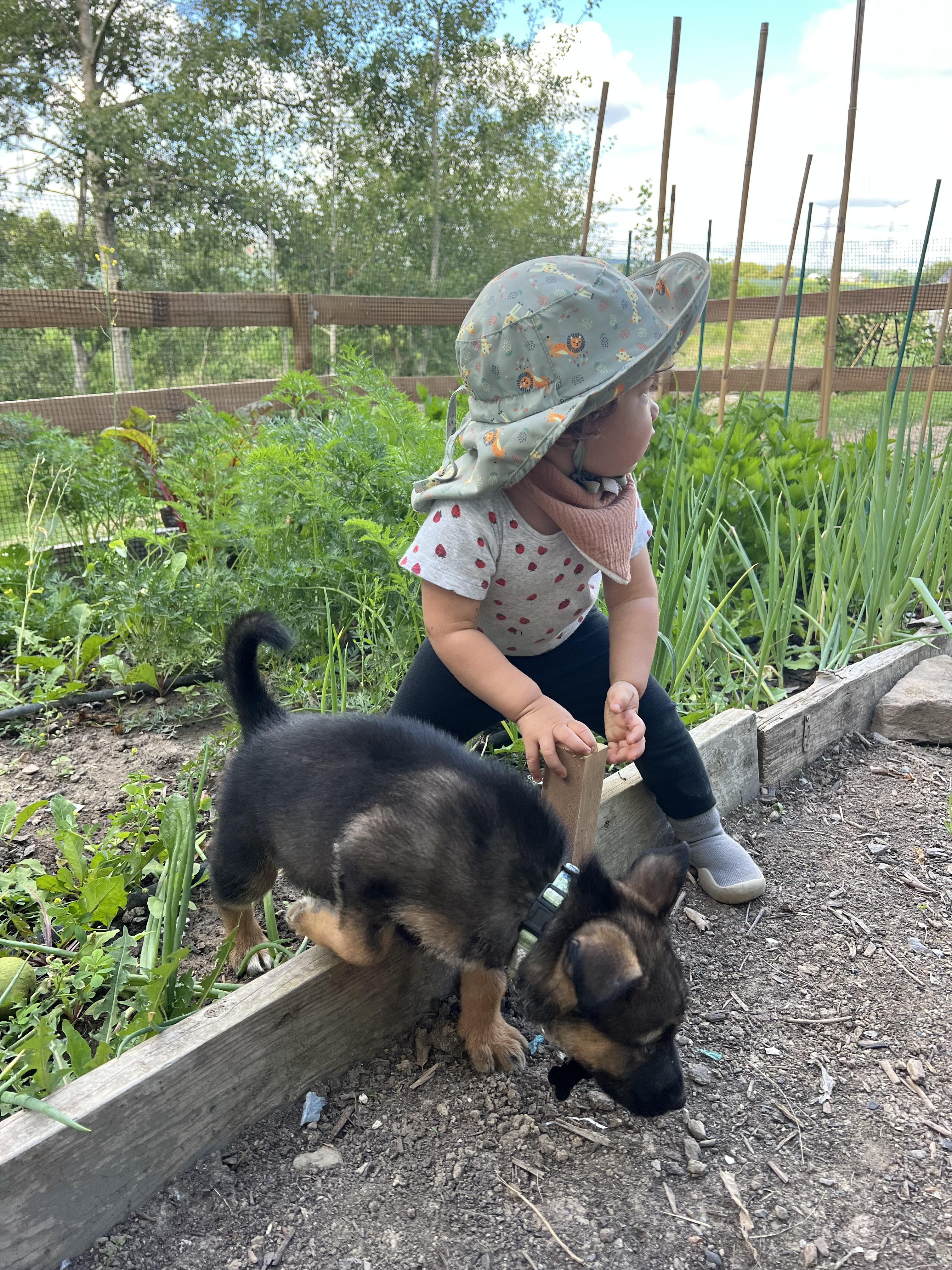Kavik, Adoptable, Puppy Male German Shepherd Dog & Husky.