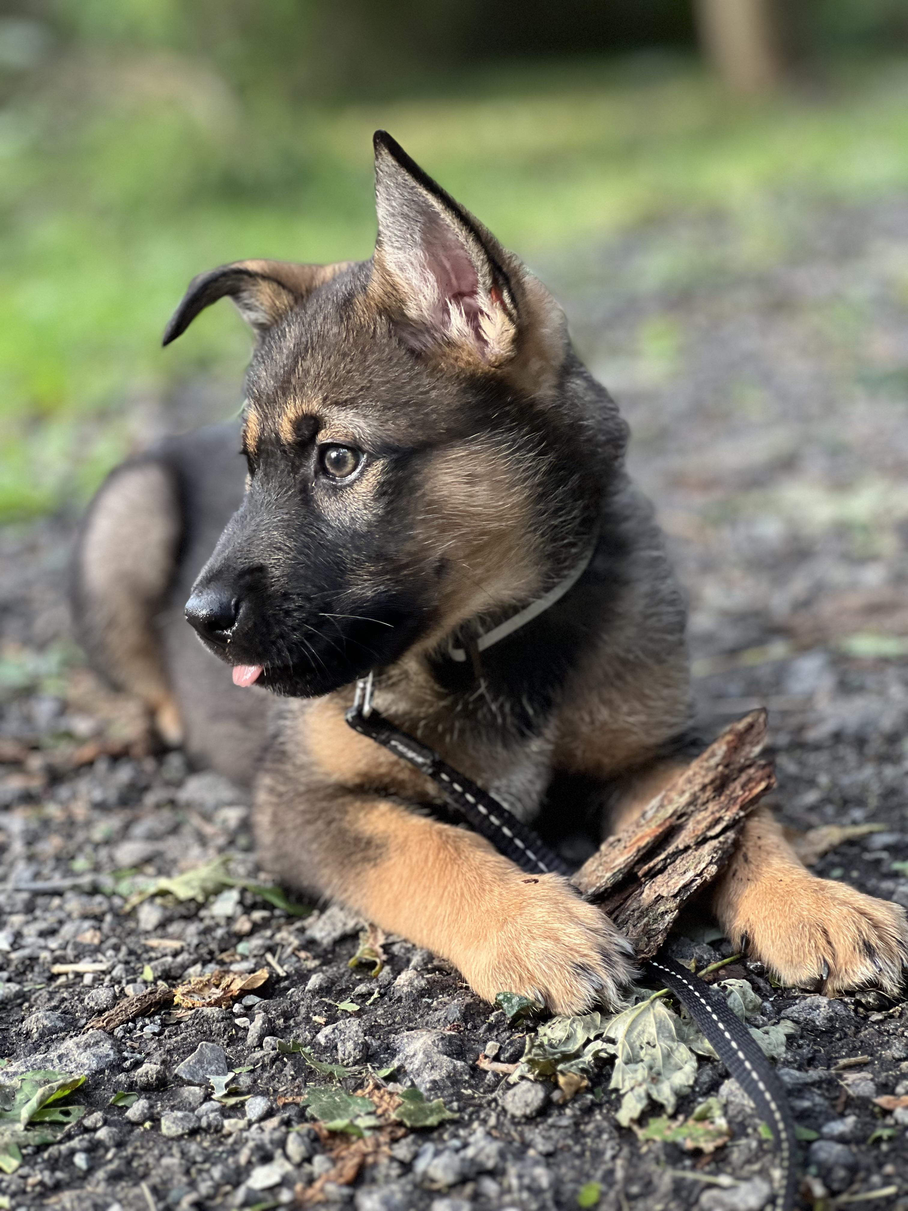 Enlarge Kavik, a Adoptable mixed breed in Brampton, ON image 3/6