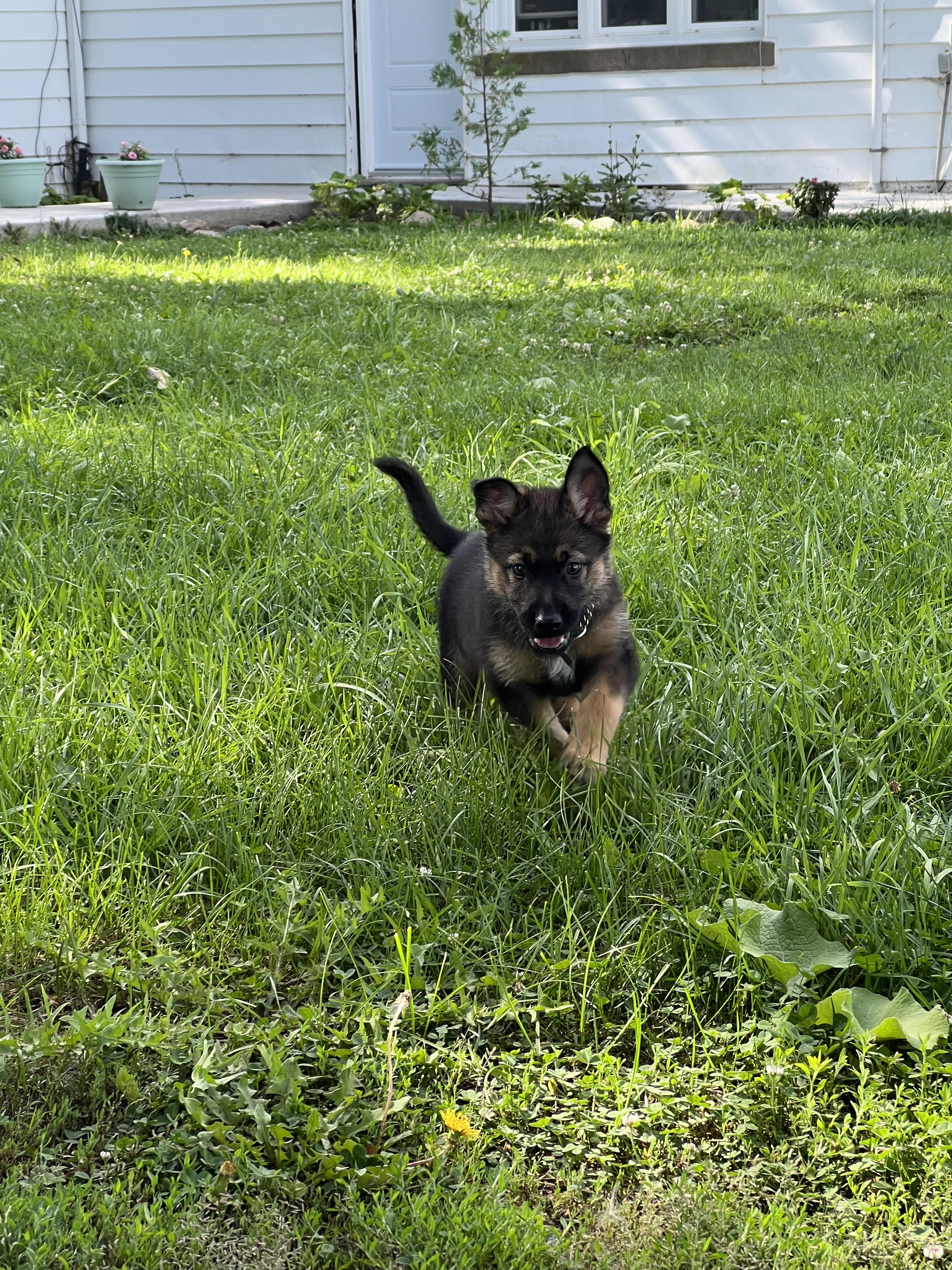 Enlarge Kavik, a Adoptable mixed breed in Brampton, ON image 2/6