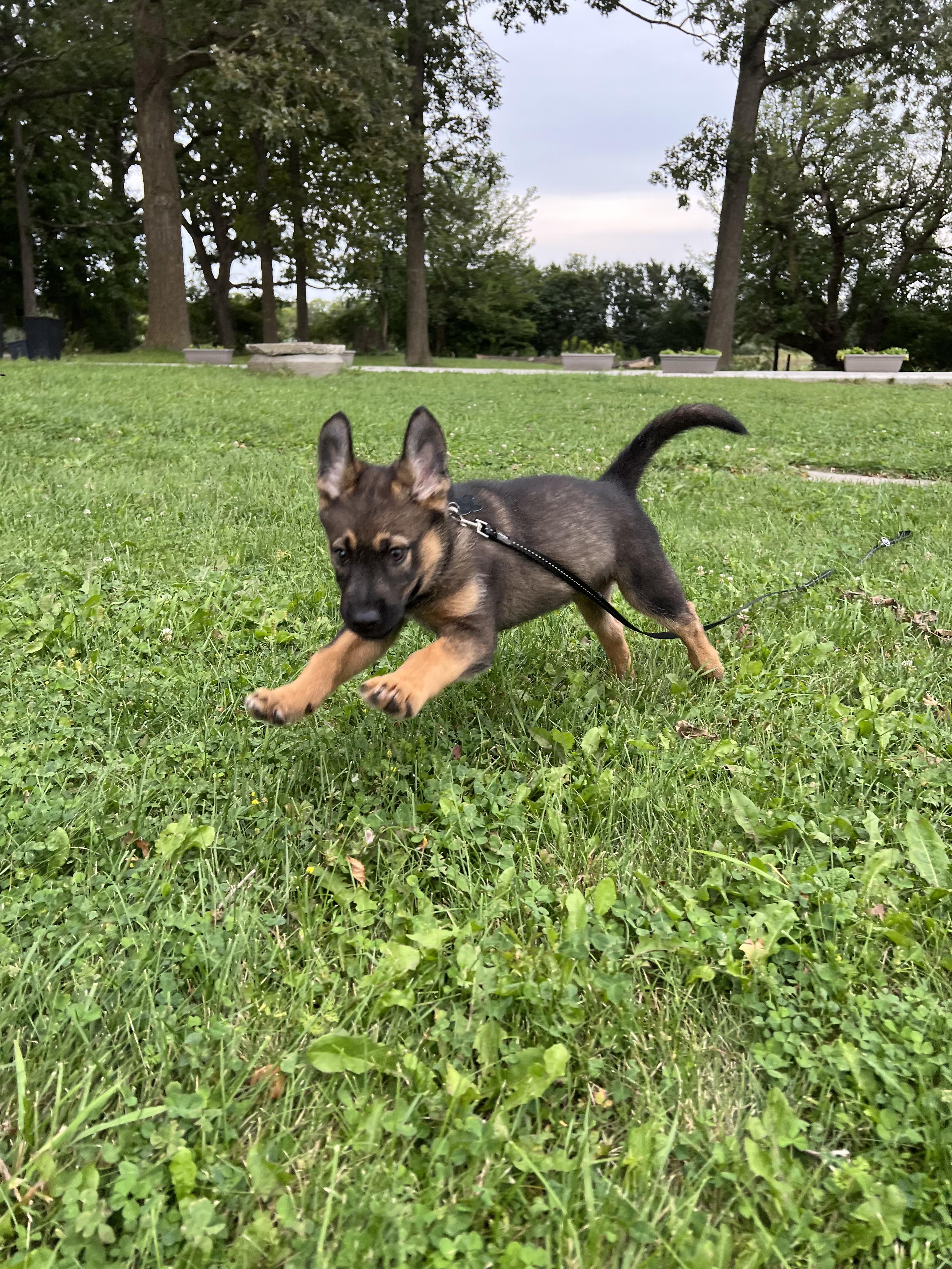 Enlarge Kavik, a Adoptable mixed breed in Brampton, ON image 6/6