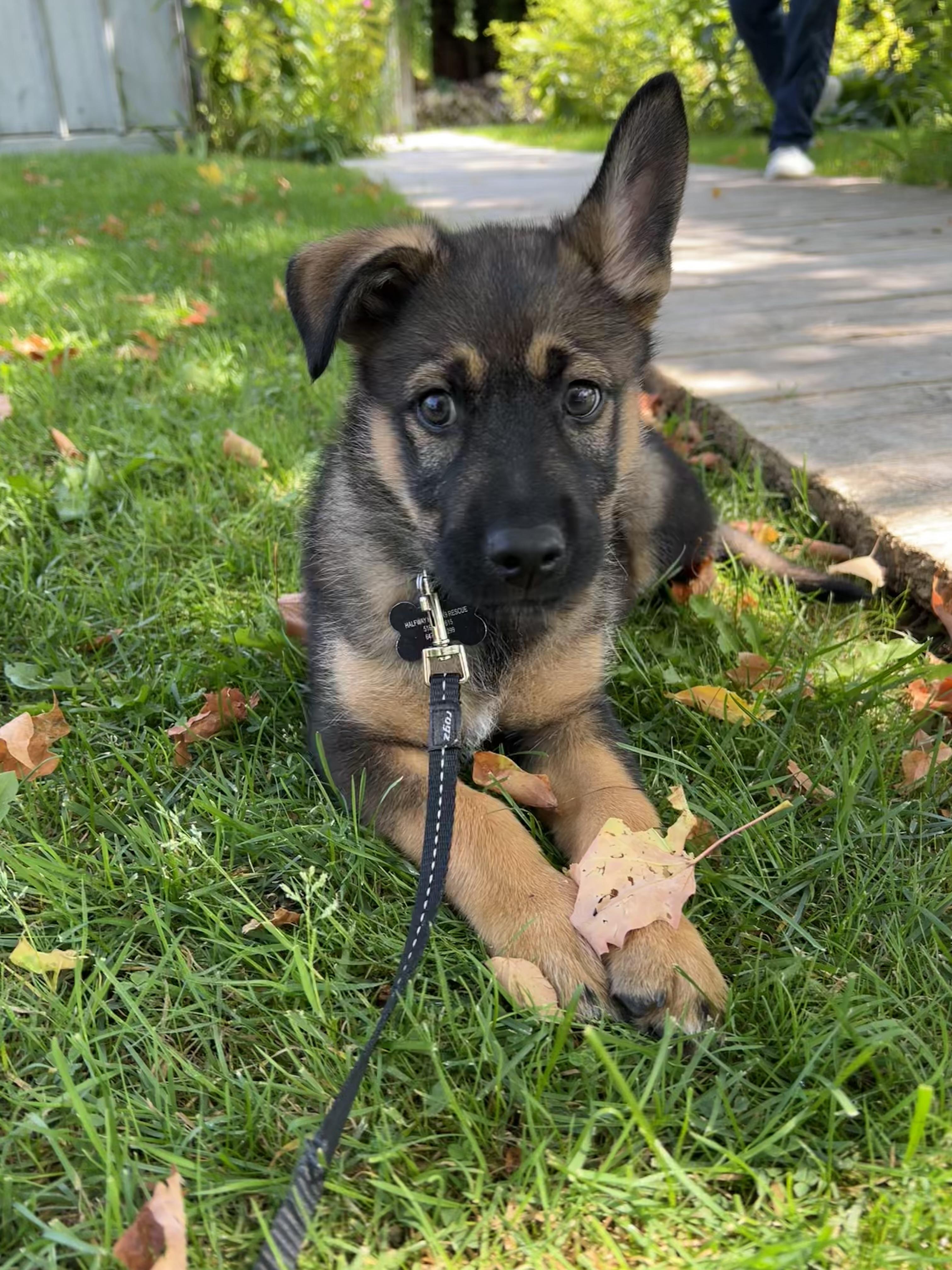 Enlarge Kavik, a Adoptable mixed breed in Brampton, ON image 4/6