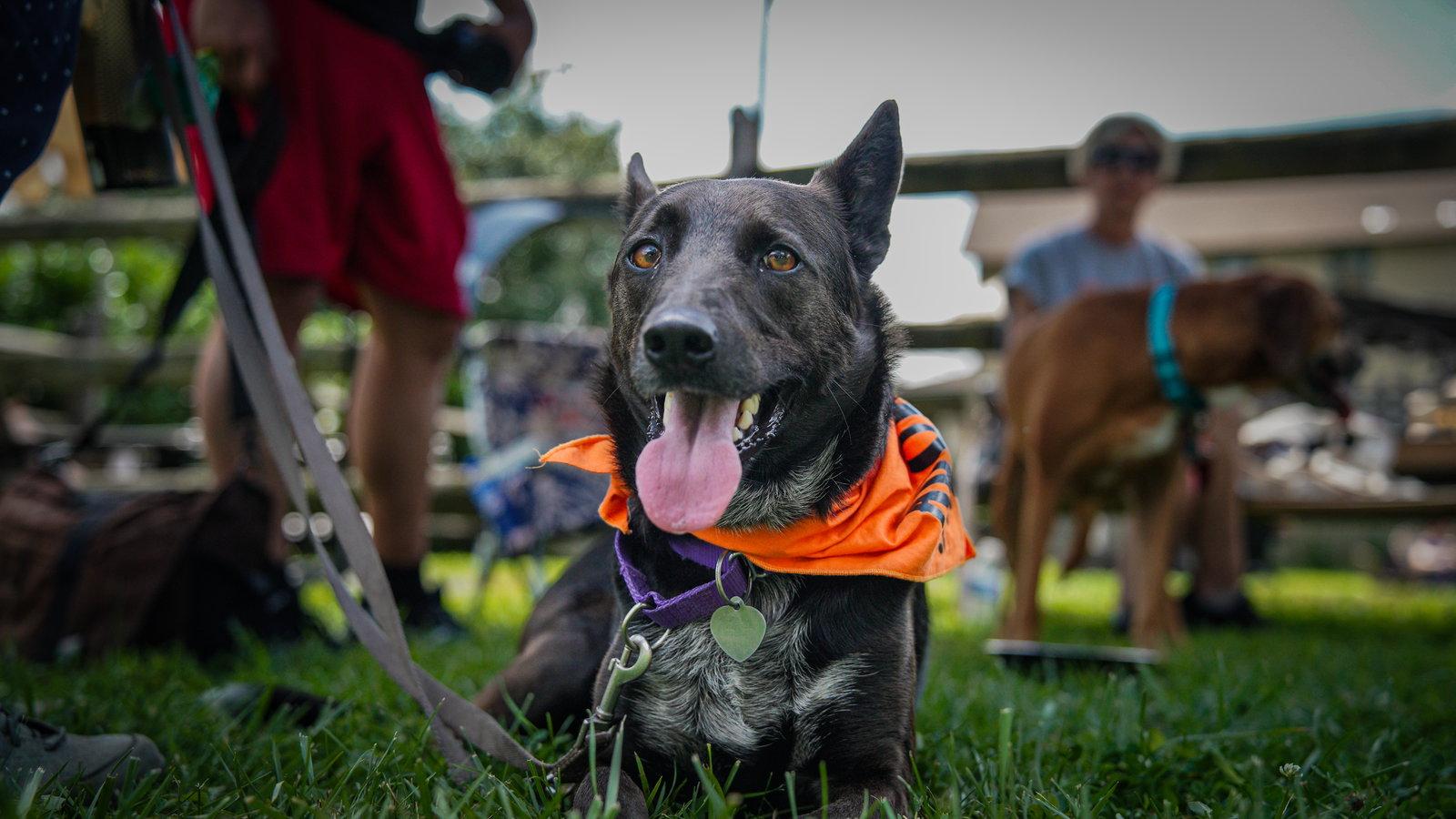 Indigo - Indeed a Good Boy!, Adoptable, Adult Male Australian Cattle Dog / Blue Heeler.