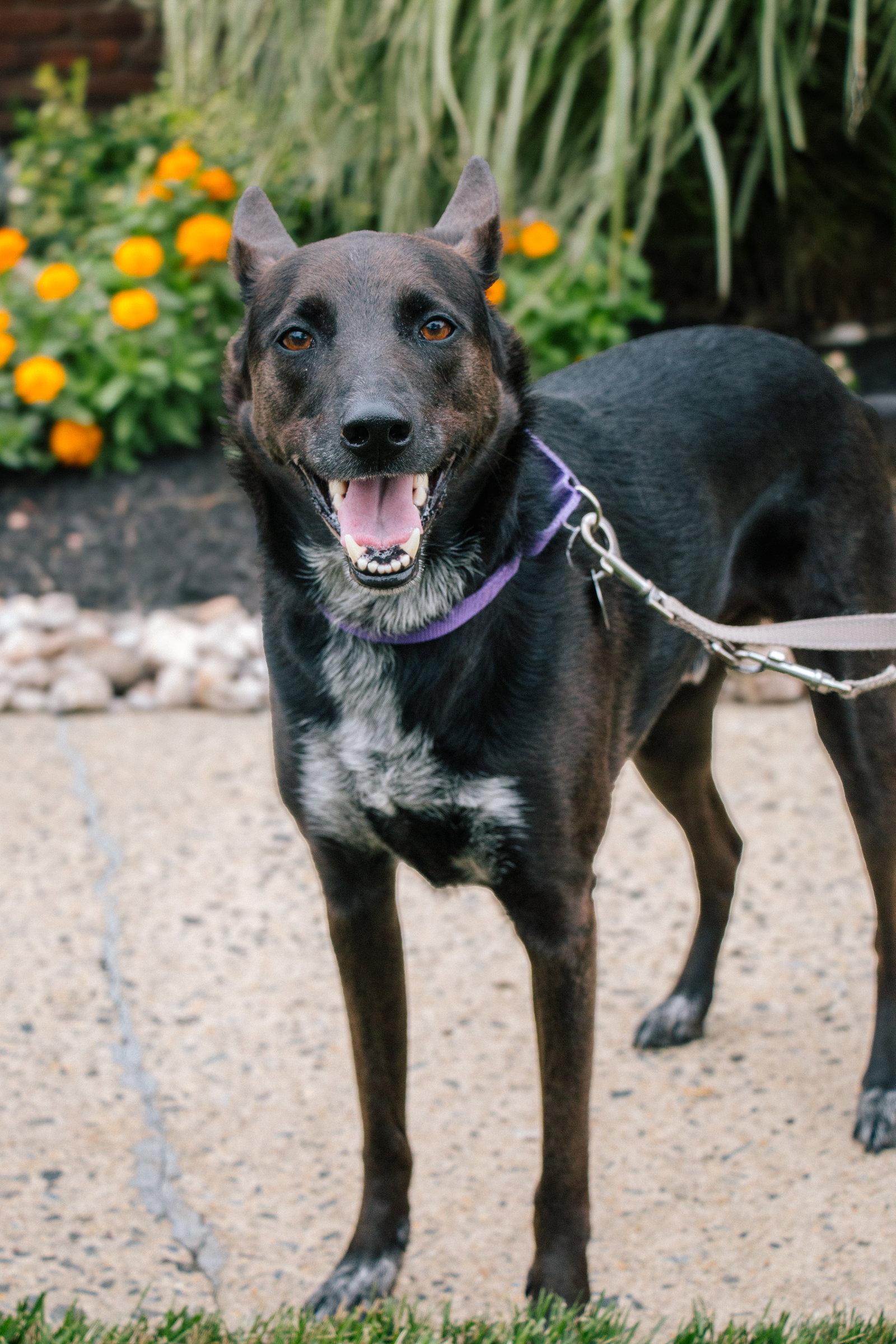 Enlarge Indigo - Indeed a Good Boy!, a Adoptable Australian Cattle Dog / Blue Heeler in Oakhurst, NJ image 2/3