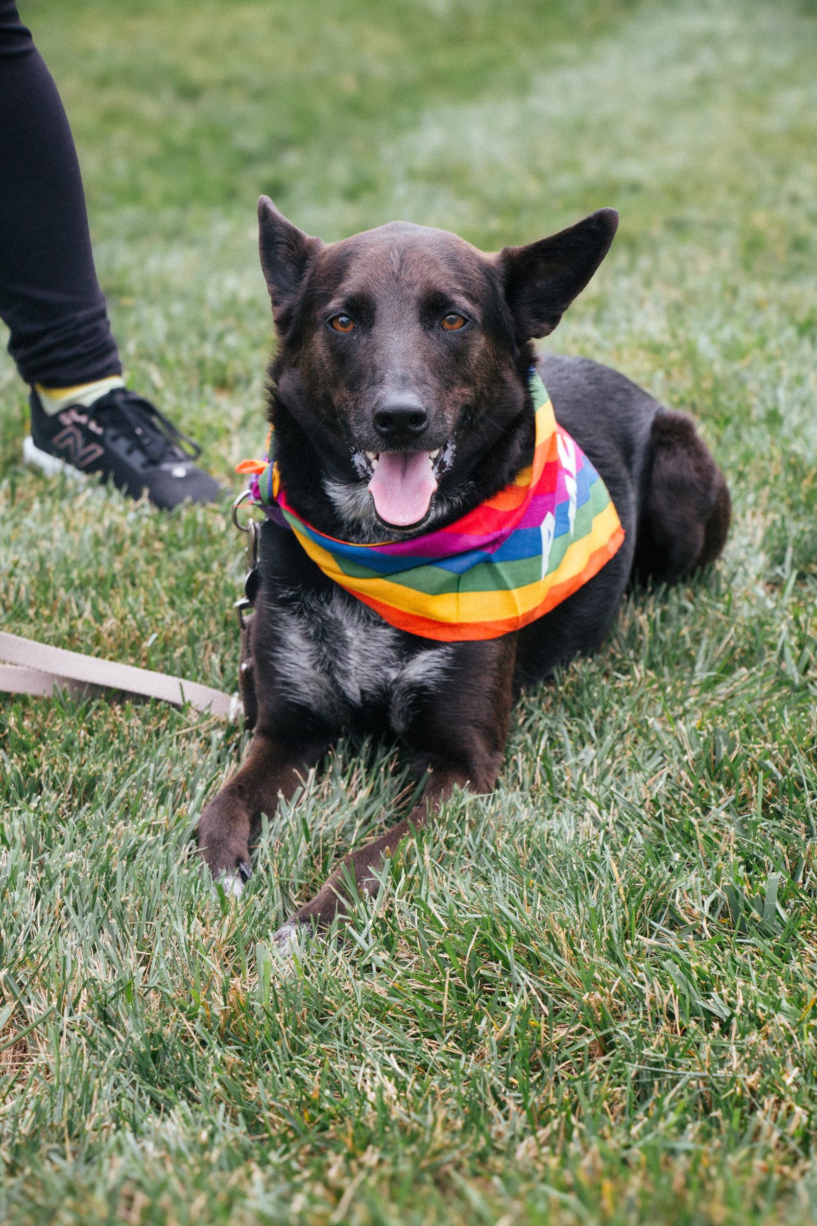 Enlarge Indigo - Indeed a Good Boy!, a Adoptable Australian Cattle Dog / Blue Heeler in Oakhurst, NJ image 3/3