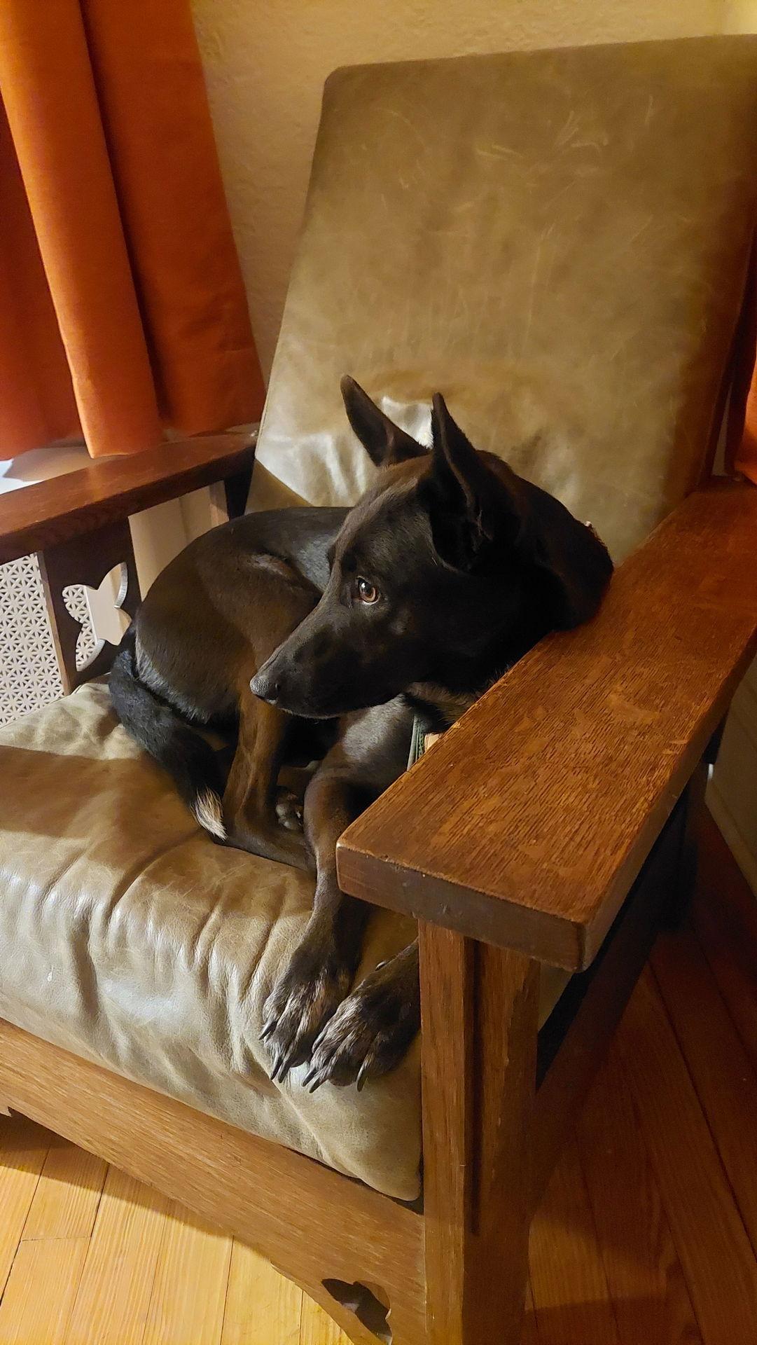 Indigo - Indeed A Good Boy!, a Adoptable Australian Cattle Dog / Blue Heeler in Oakhurst, NJ image 2/3