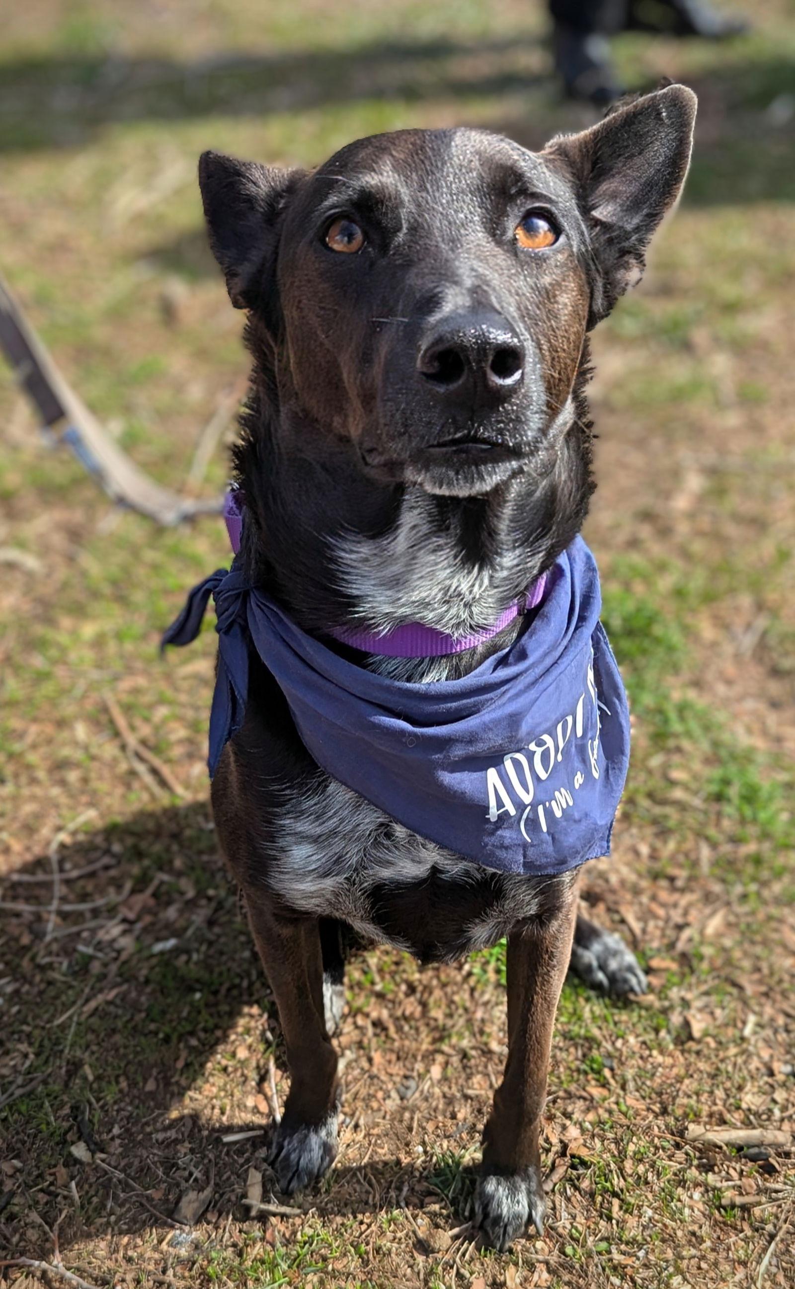 Indigo - Indeed A Good Boy!, a Adoptable Australian Cattle Dog / Blue Heeler in Oakhurst, NJ image 3/3