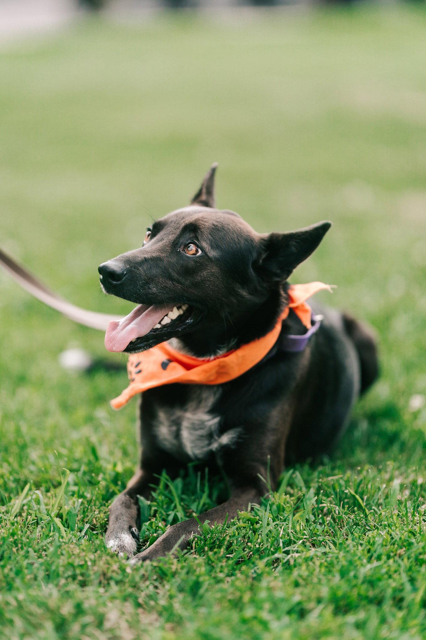 Enlarge Indigo - Indeed a Good Boy!, a Adoptable Australian Cattle Dog / Blue Heeler in Oakhurst, NJ image 3/3