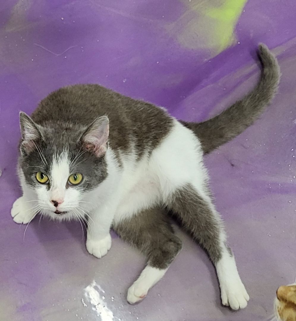 Buttons, Adoptable, Kitten Male Domestic Short Hair.