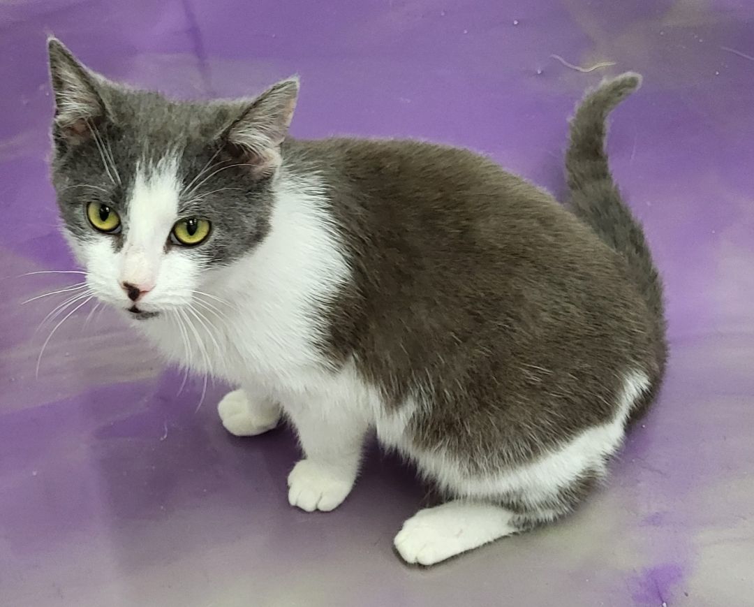 Enlarge Buttons, a Adoptable Domestic Short Hair in Anna, IL image 2/4