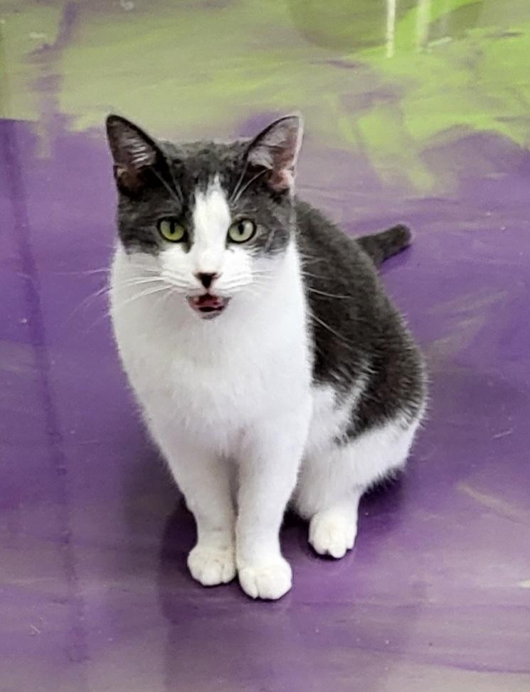 Buttons, Adoptable, Kitten Male Domestic Short Hair.