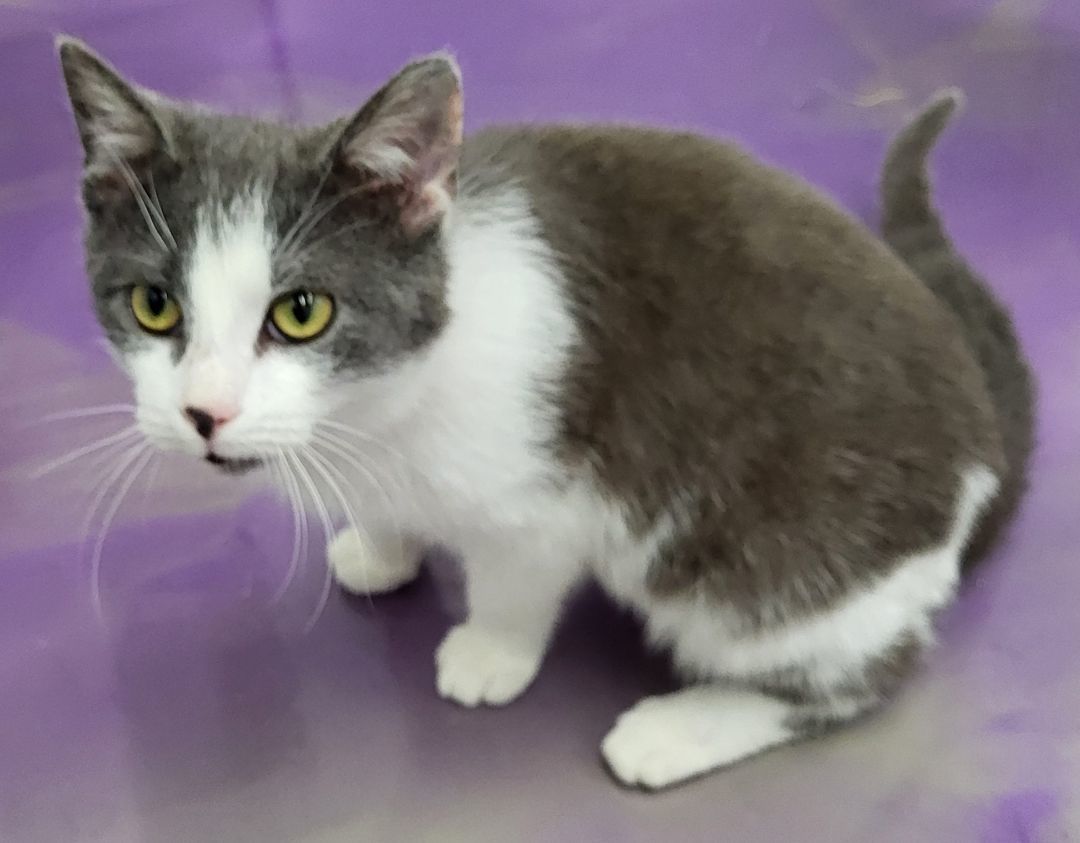 Enlarge Buttons, a Adoptable Domestic Short Hair in Anna, IL image 3/4