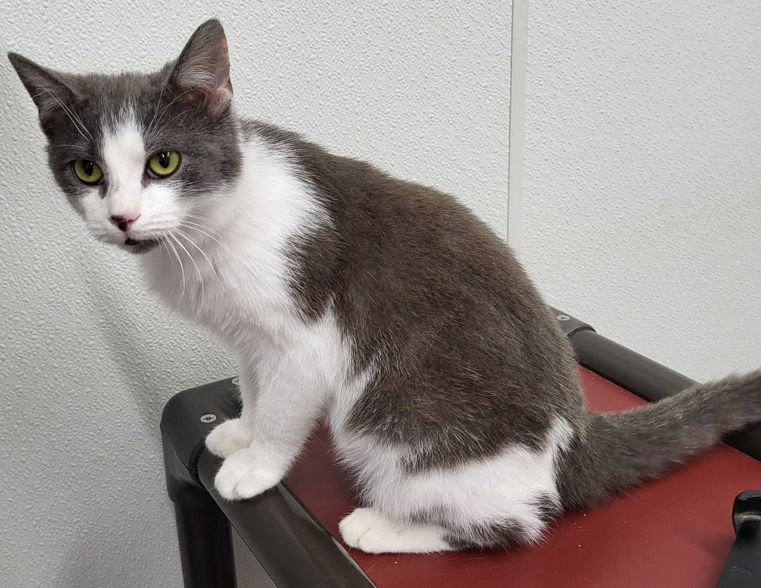 Enlarge Buttons, a Adoptable Domestic Short Hair in Anna, IL image 4/4