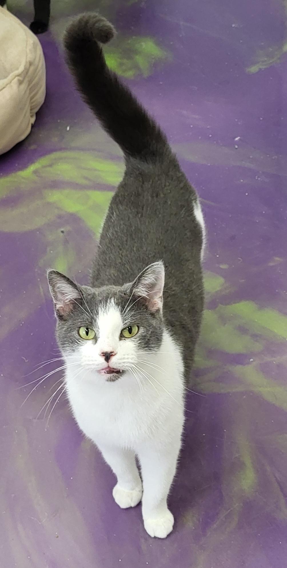 Enlarge Buttons, a Adoptable Domestic Short Hair in Anna, IL image 2/3