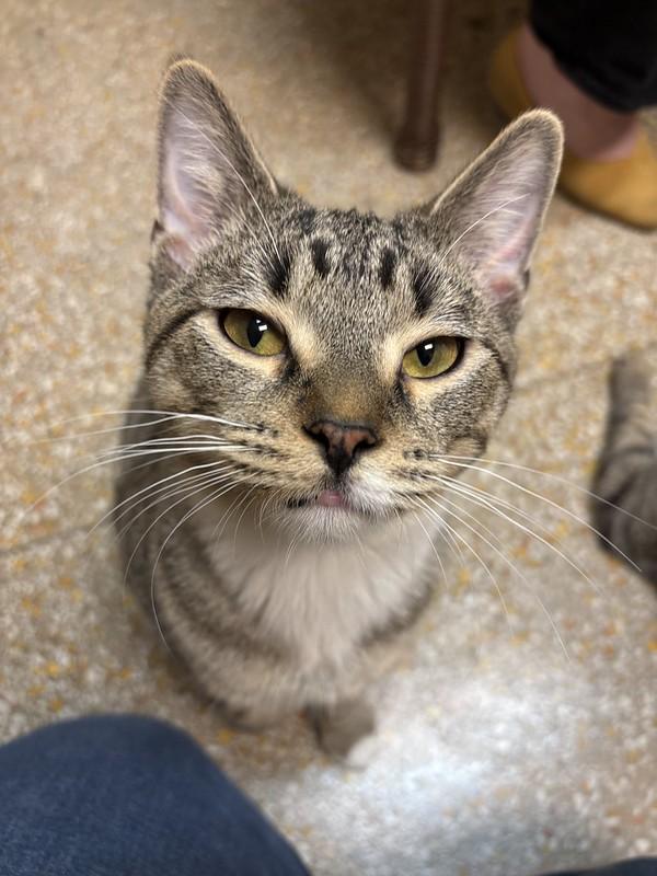 Harry, ADOPTABLE, Young Male Tabby.