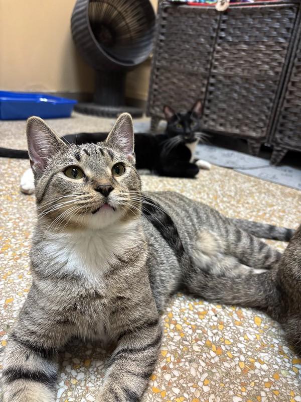 Harry, a ADOPTABLE Tabby in Chicago, IL image 2/2
