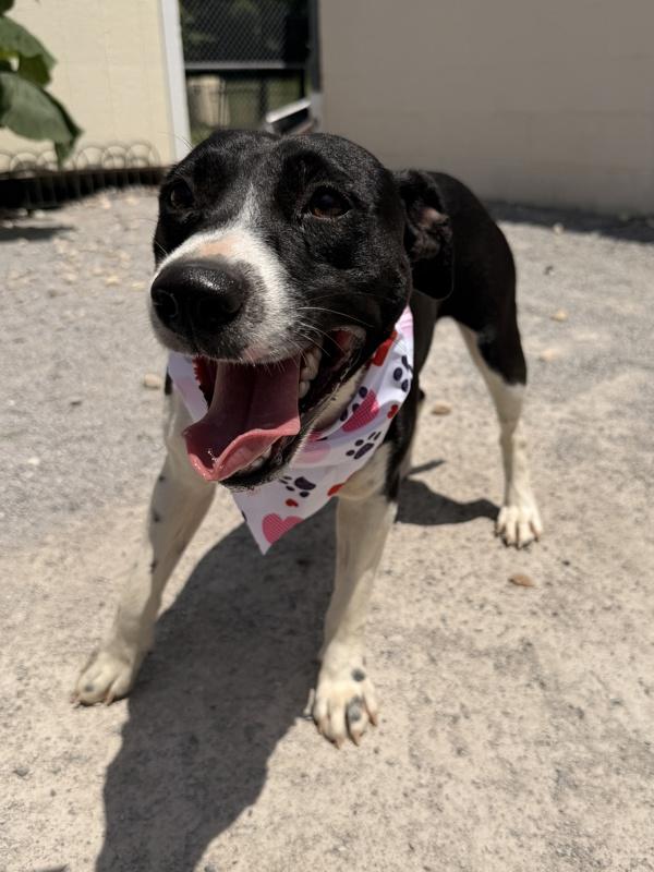 Goldfish, Adoptable, Young Female Labrador Retriever.