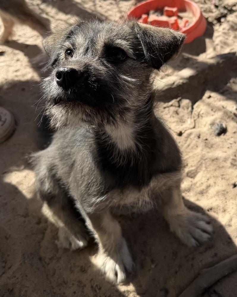 Shatzi, Adoptable, Puppy Female Schnauzer.