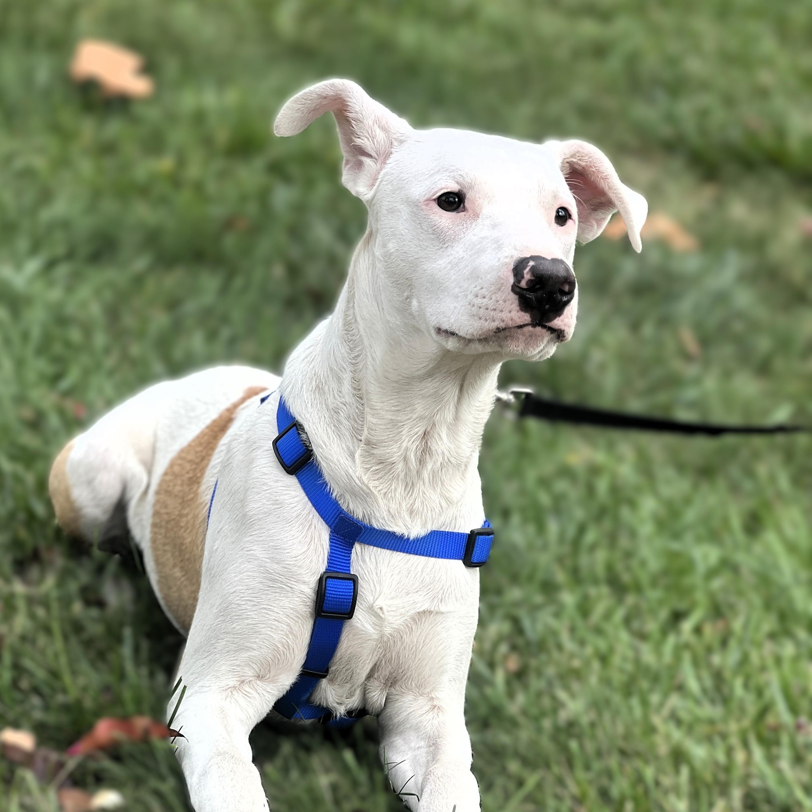Enlarge Max, a Adoptable mixed breed in Fremont, CA image 4/6