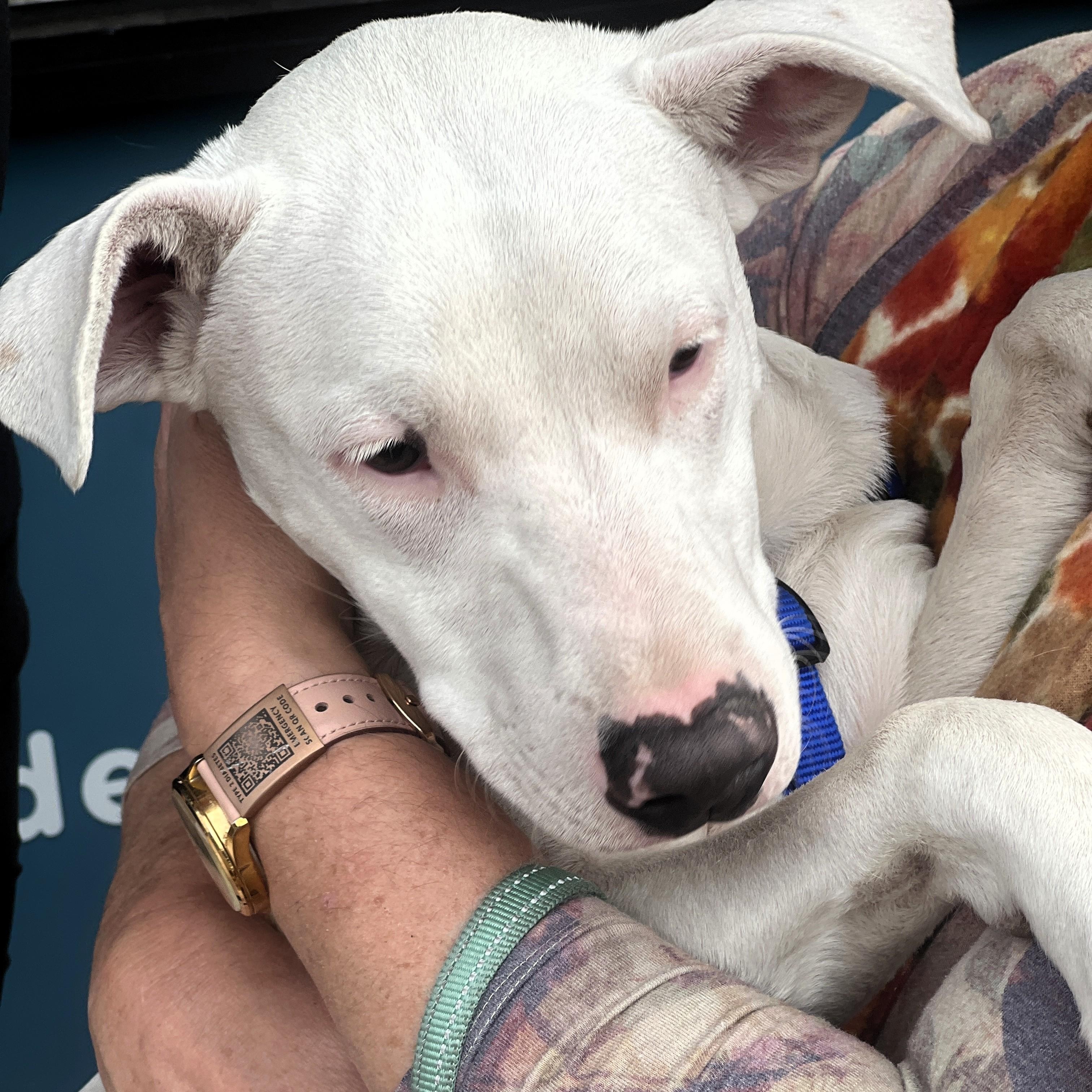 Enlarge Max, a Adoptable mixed breed in Fremont, CA image 3/6