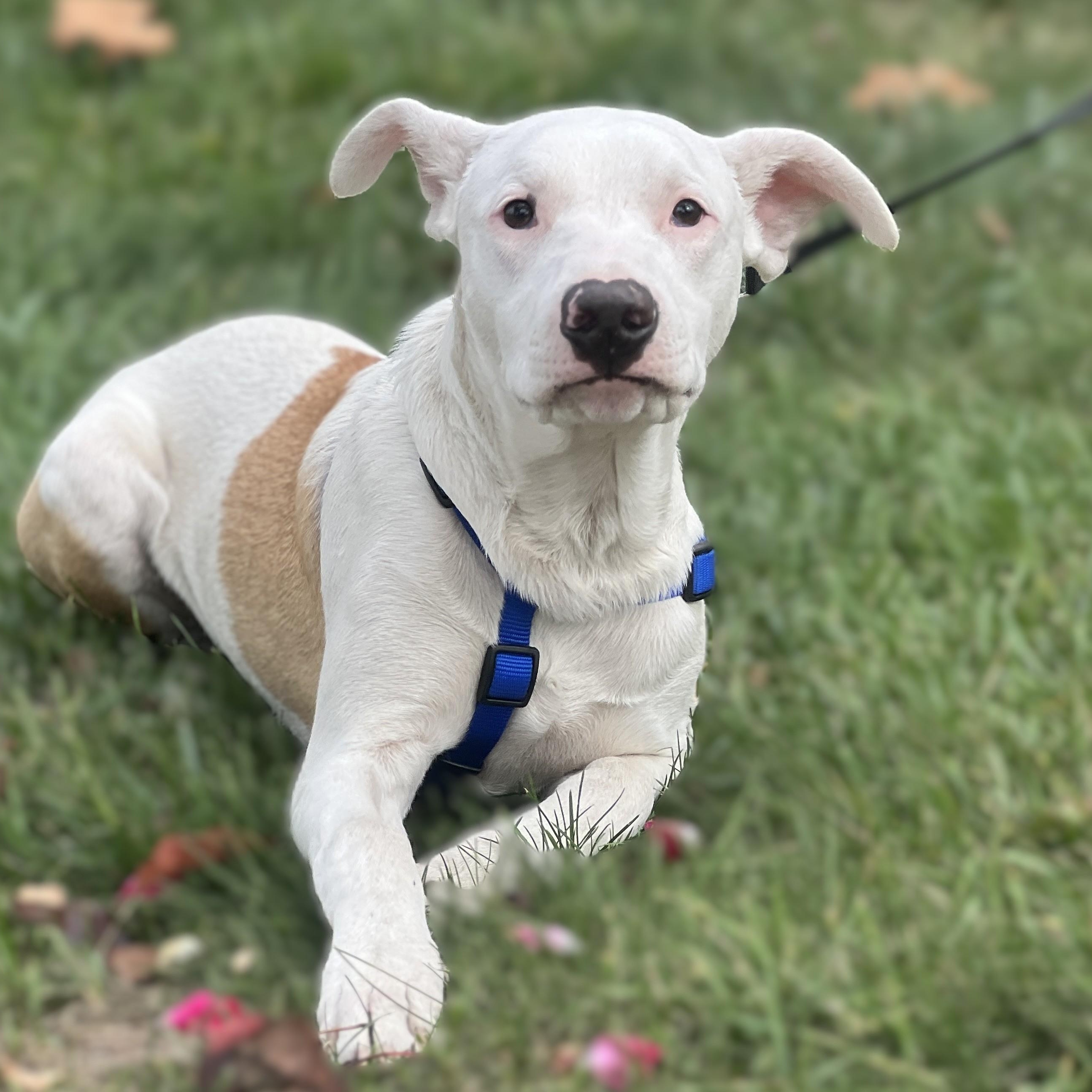Enlarge Max, a Adoptable mixed breed in Fremont, CA image 2/6