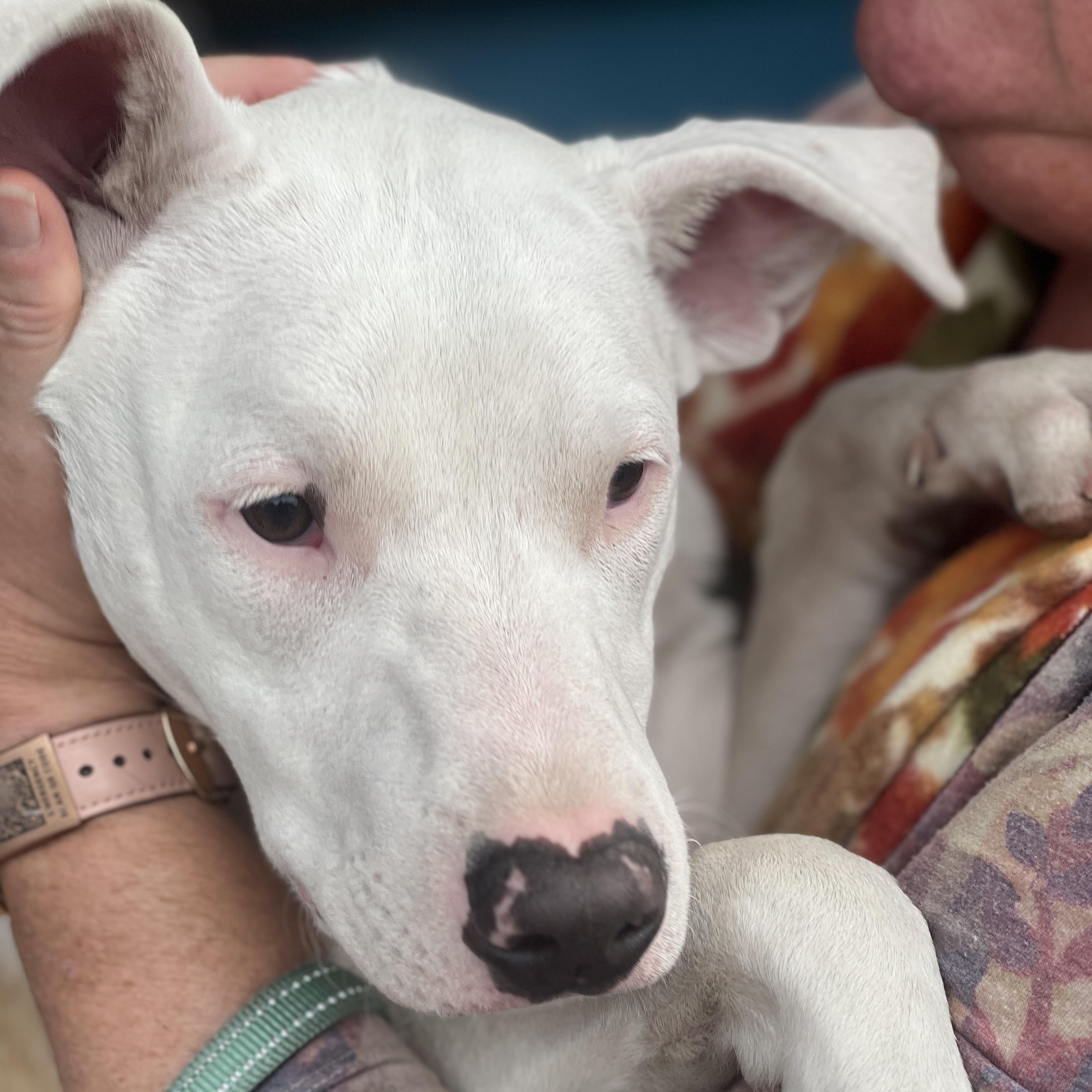 Enlarge Max, a Adoptable mixed breed in Fremont, CA image 1/6