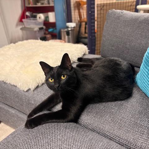 Stream, Adoptable, Young Female Domestic Short Hair.