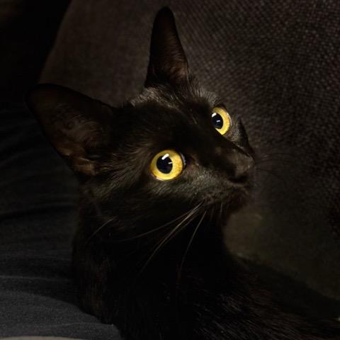 Enlarge Stream, a Adoptable Domestic Short Hair in Nanaimo, BC image 2/6