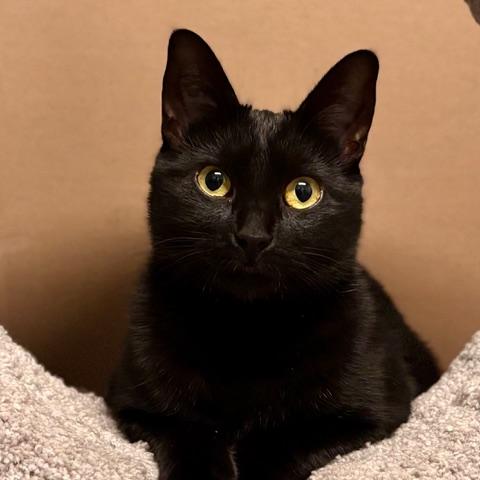 Enlarge Stream, a Adoptable Domestic Short Hair in Nanaimo, BC image 3/6