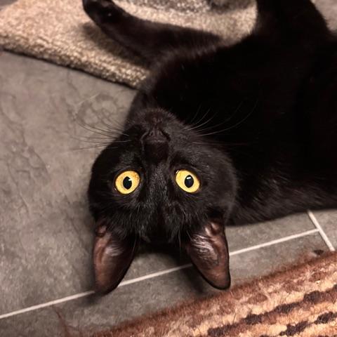 Enlarge Stream, a Adoptable Domestic Short Hair in Nanaimo, BC image 4/6