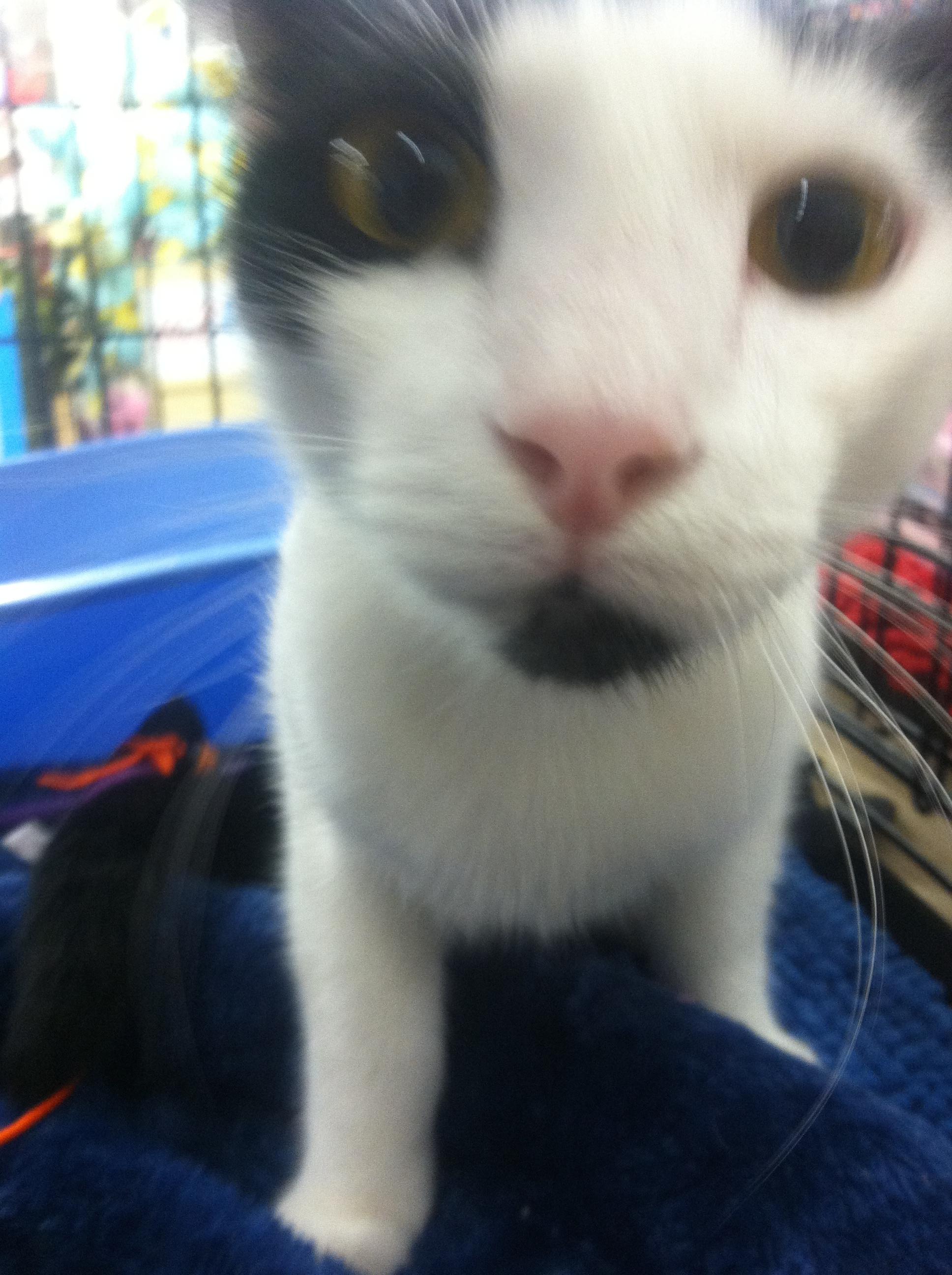 Baxter, a Adoptable mixed breed image 3/6