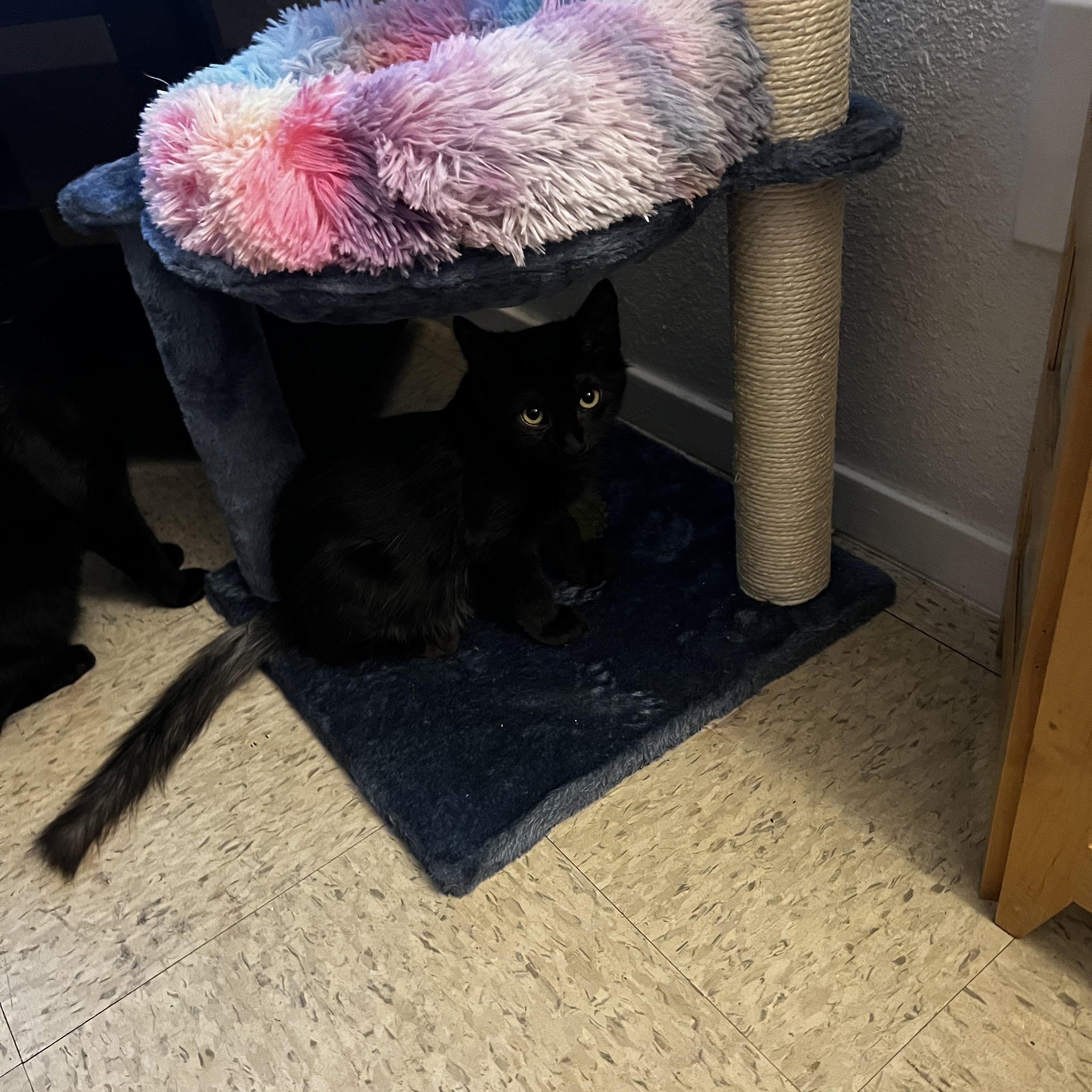 Enlarge P.J., an adopted Domestic Long Hair in Enfield , CT image 4/6