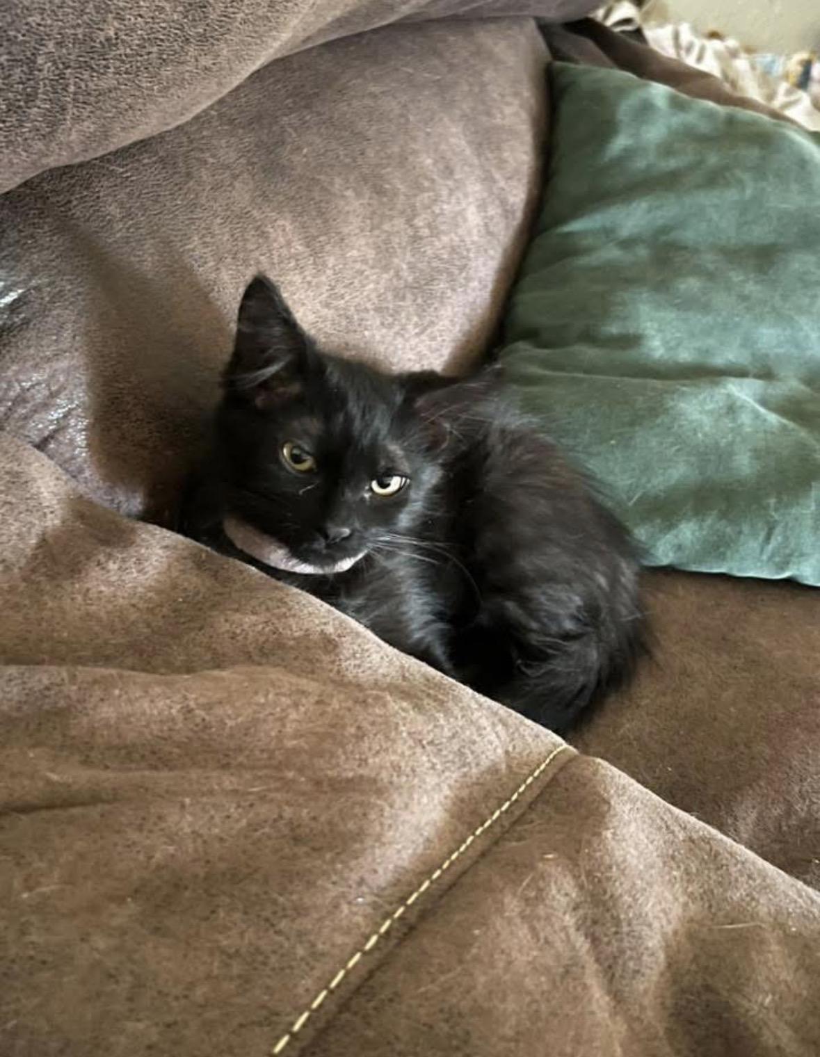 Enlarge P.J., an adopted Domestic Long Hair in Enfield , CT image 3/6