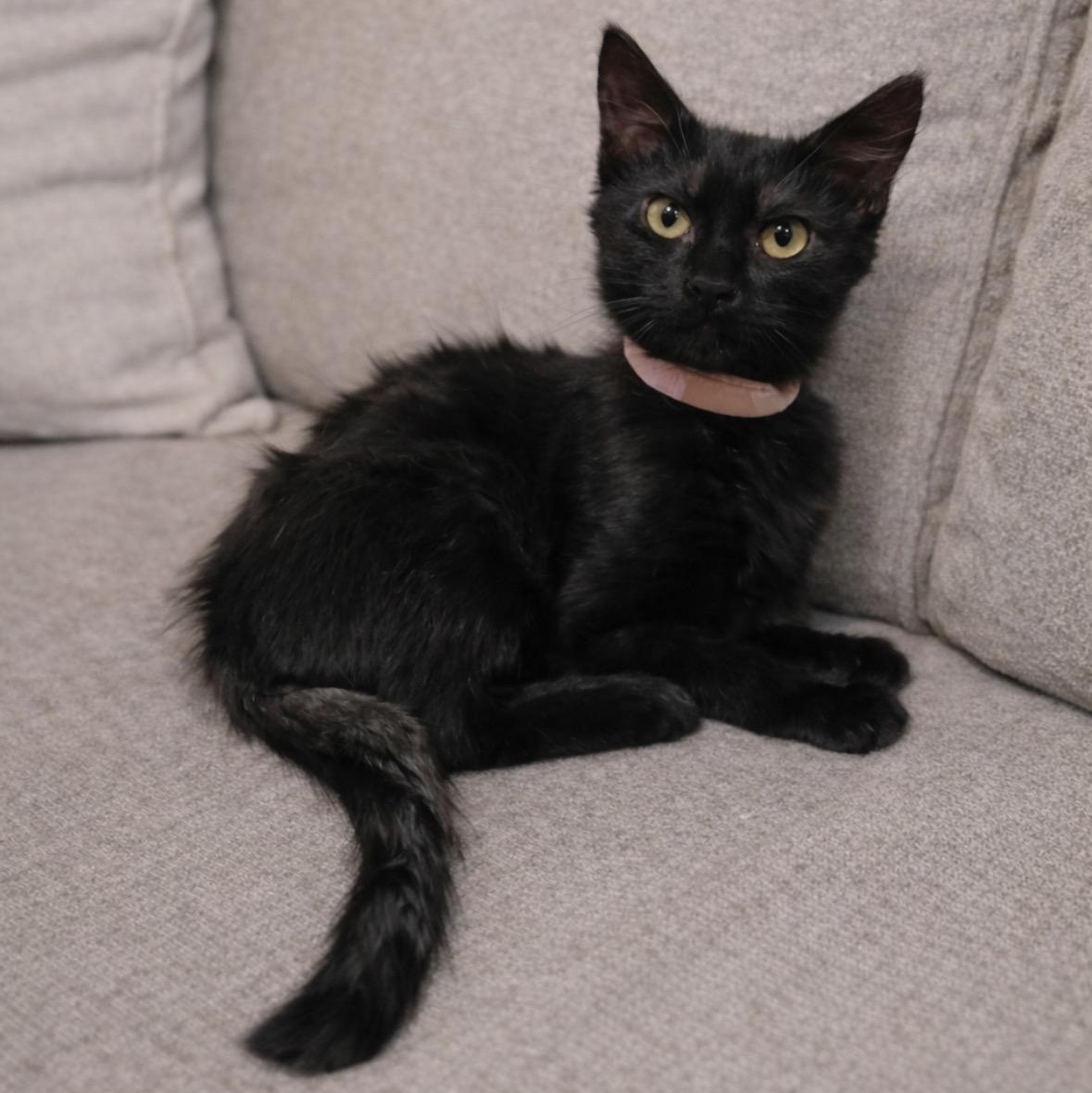 P.J., adopted, Kitten Female Domestic Long Hair.