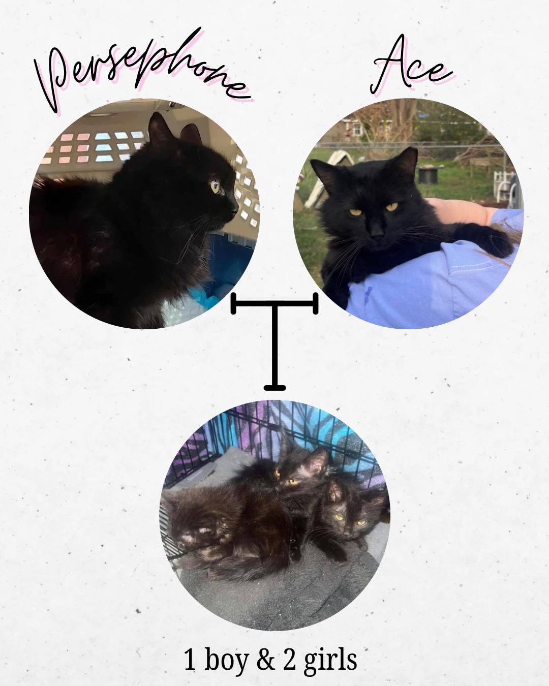 Enlarge P.J., an adopted Domestic Long Hair in Enfield , CT image 5/6