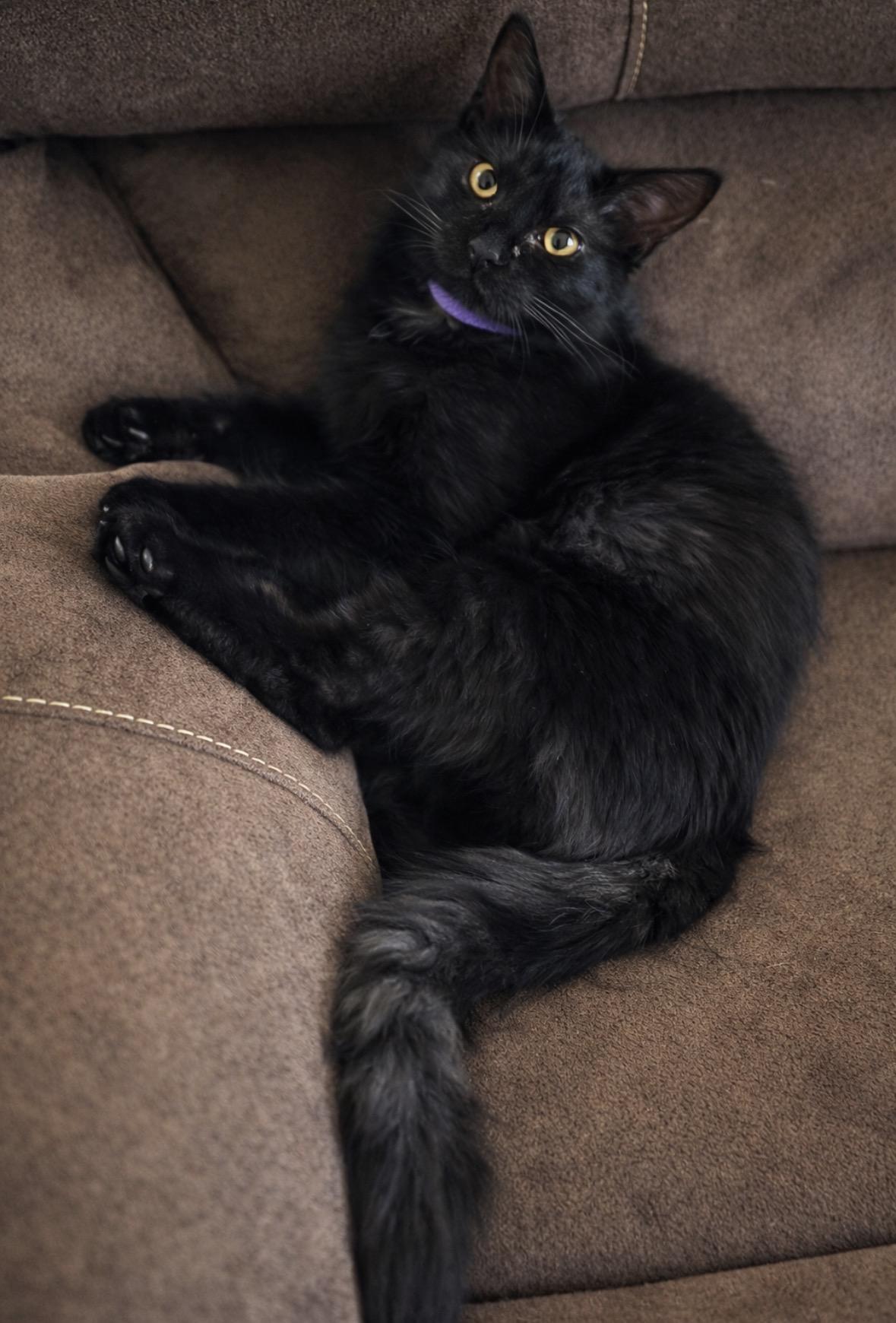 Enlarge P.J., an adopted Domestic Long Hair in Enfield , CT image 2/6