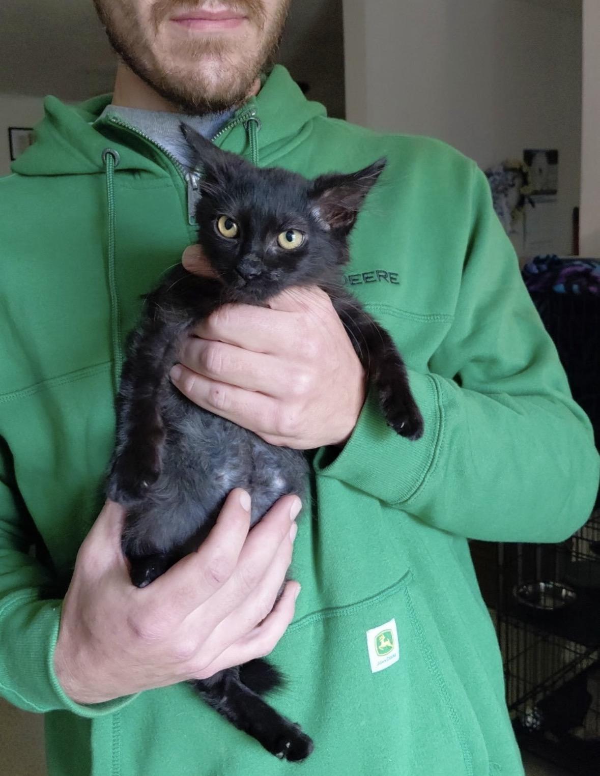 Enlarge P.J., an adopted Domestic Long Hair in Enfield , CT image 6/6