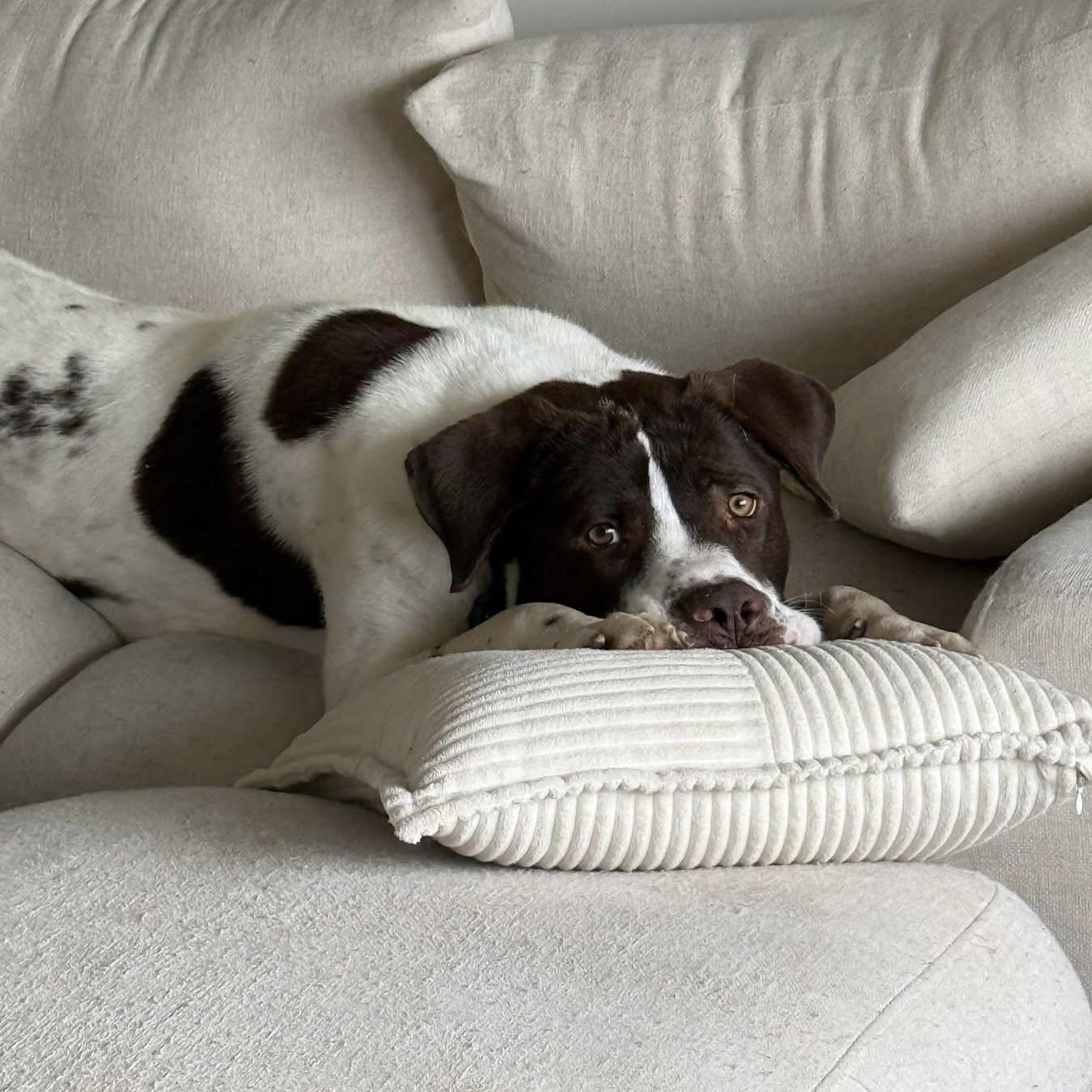 Reggie, ADOPTABLE, Adult Male Great Pyrenees & Pointer.