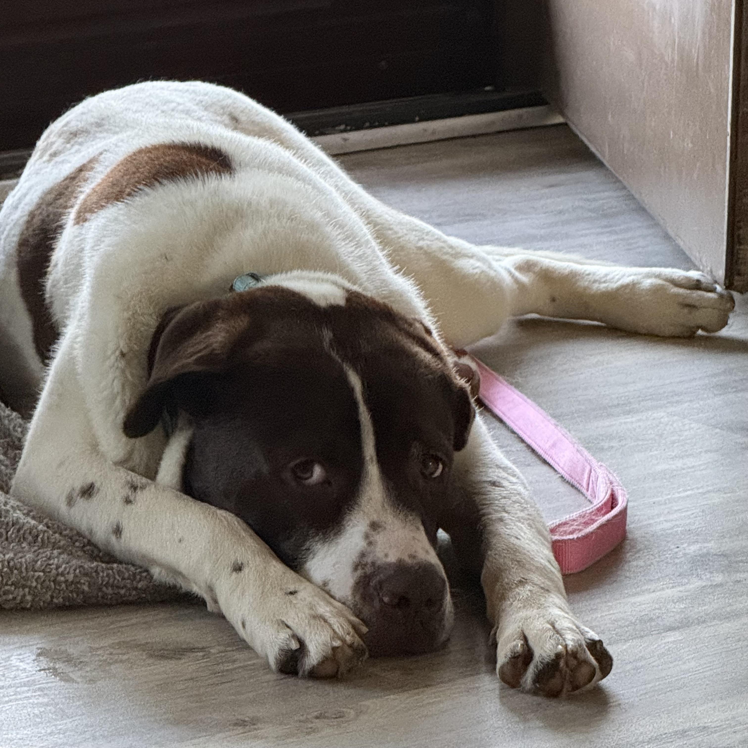 Enlarge Reggie, a ADOPTABLE mixed breed in China Township, MI image 3/6