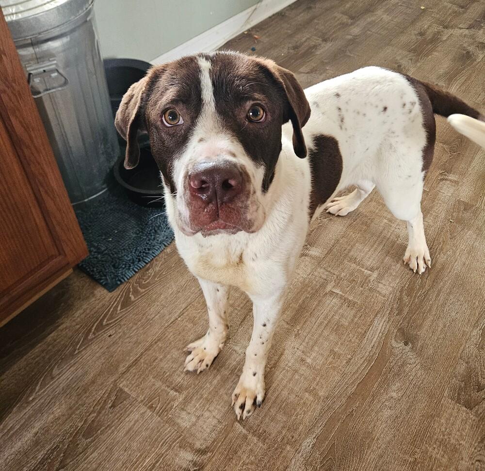 Enlarge Reggie, a ADOPTABLE mixed breed in China Township, MI image 1/6