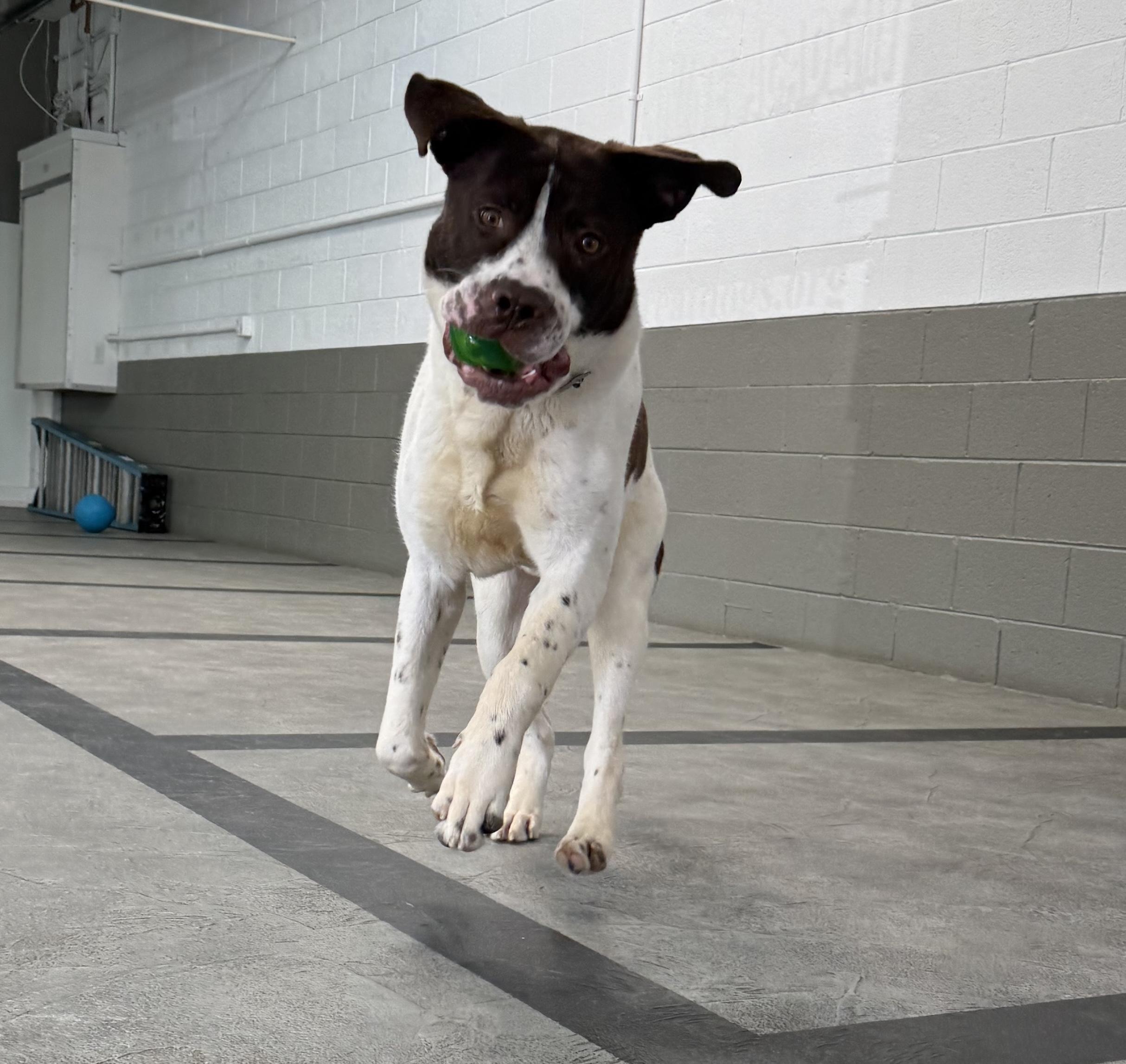 Enlarge Reggie, a ADOPTABLE mixed breed in China Township, MI image 5/6