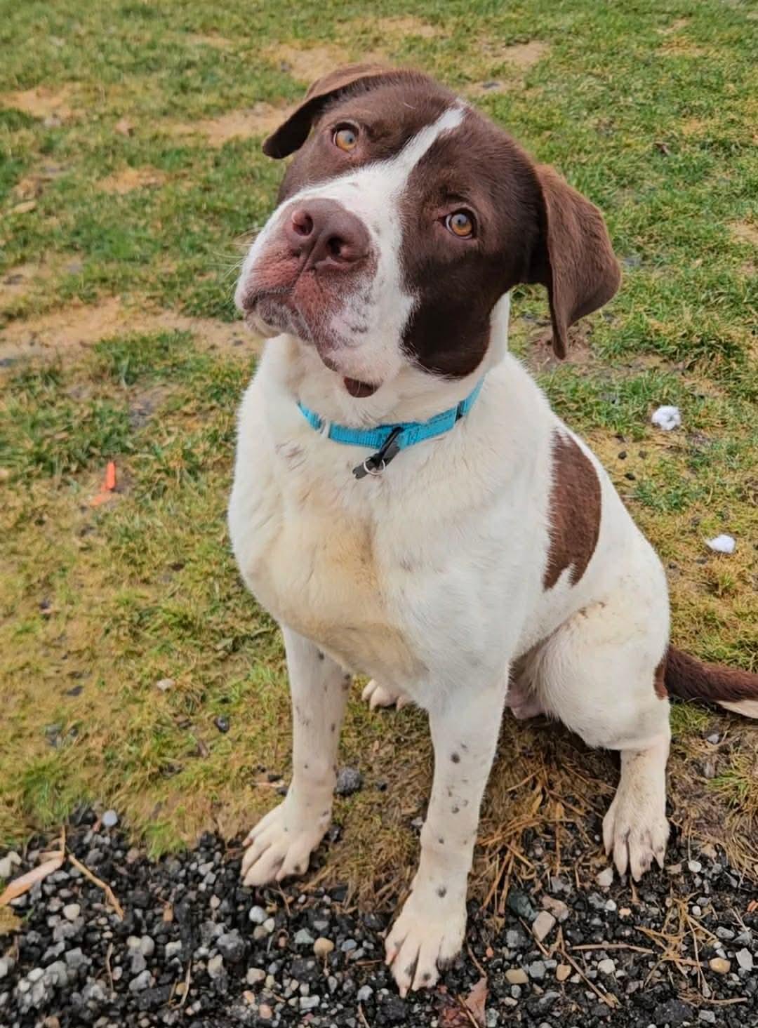 Enlarge Reggie, a ADOPTABLE mixed breed in China Township, MI image 2/6