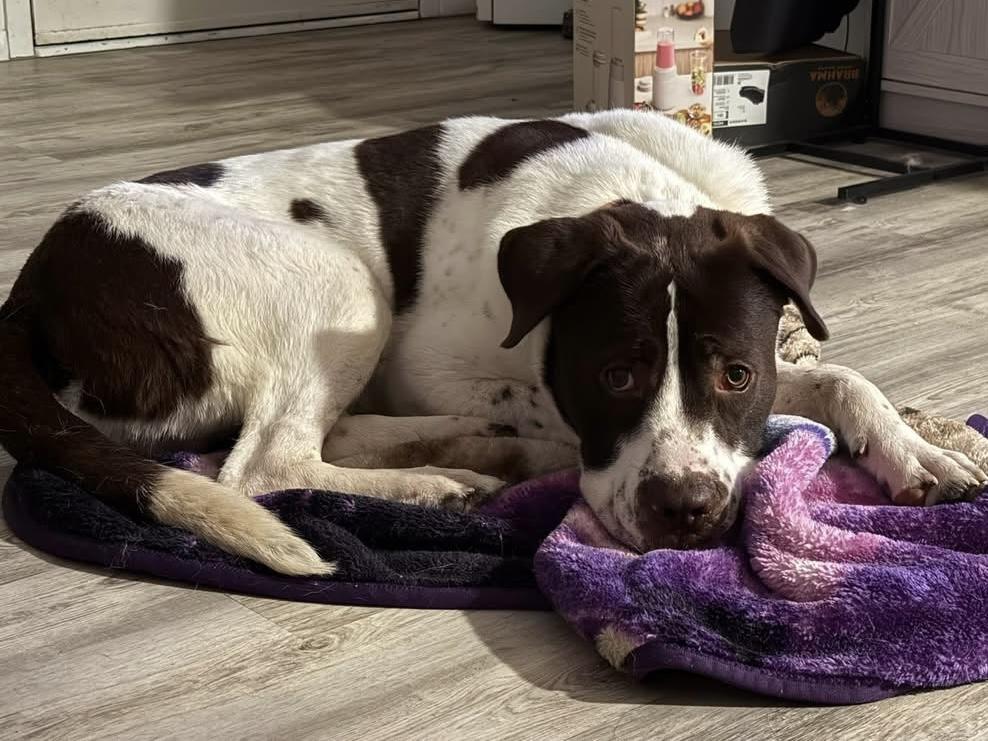 Enlarge Reggie, a ADOPTABLE mixed breed in China Township, MI image 6/6